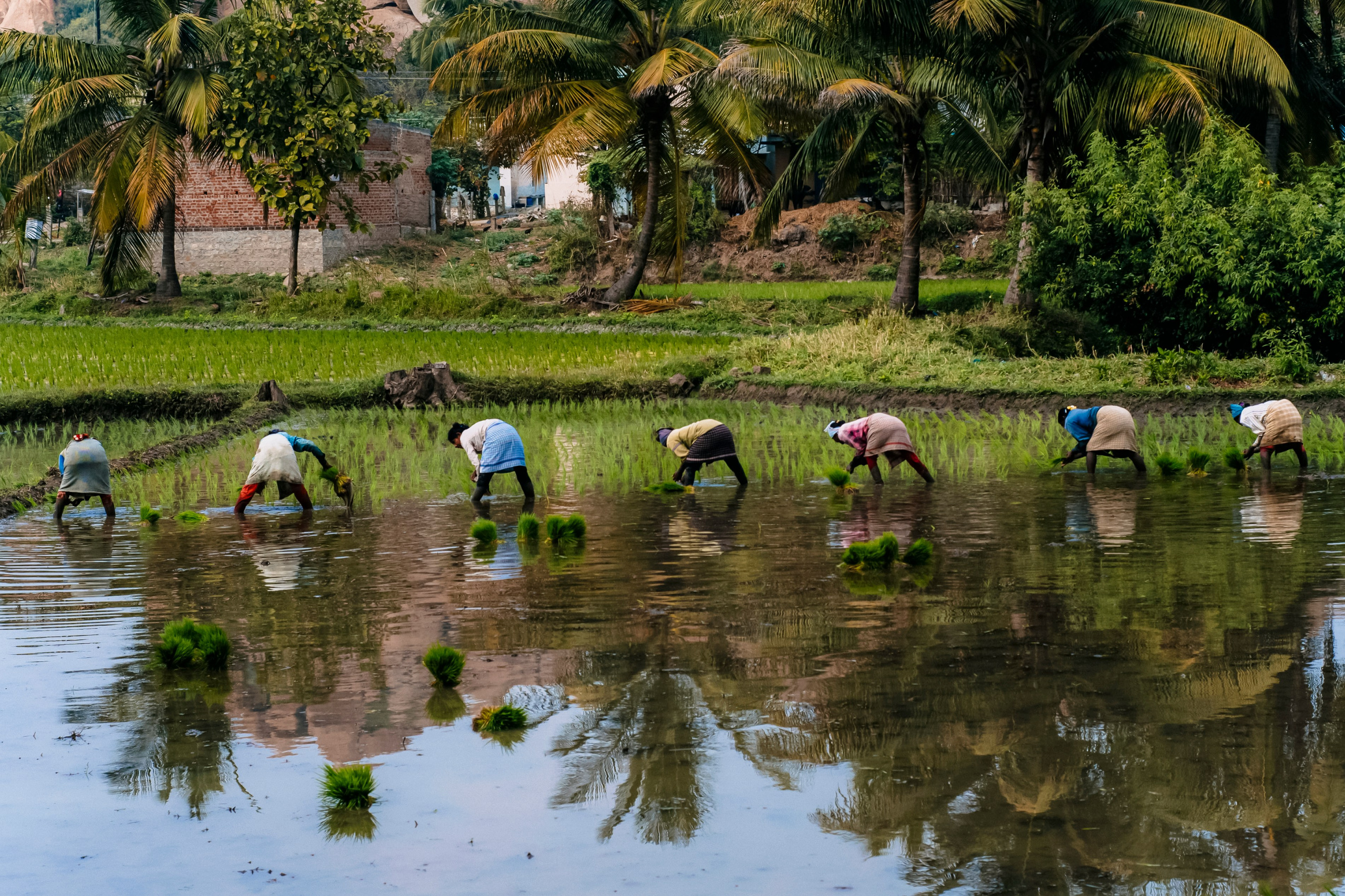 Хампи стрит фото. Iraogo