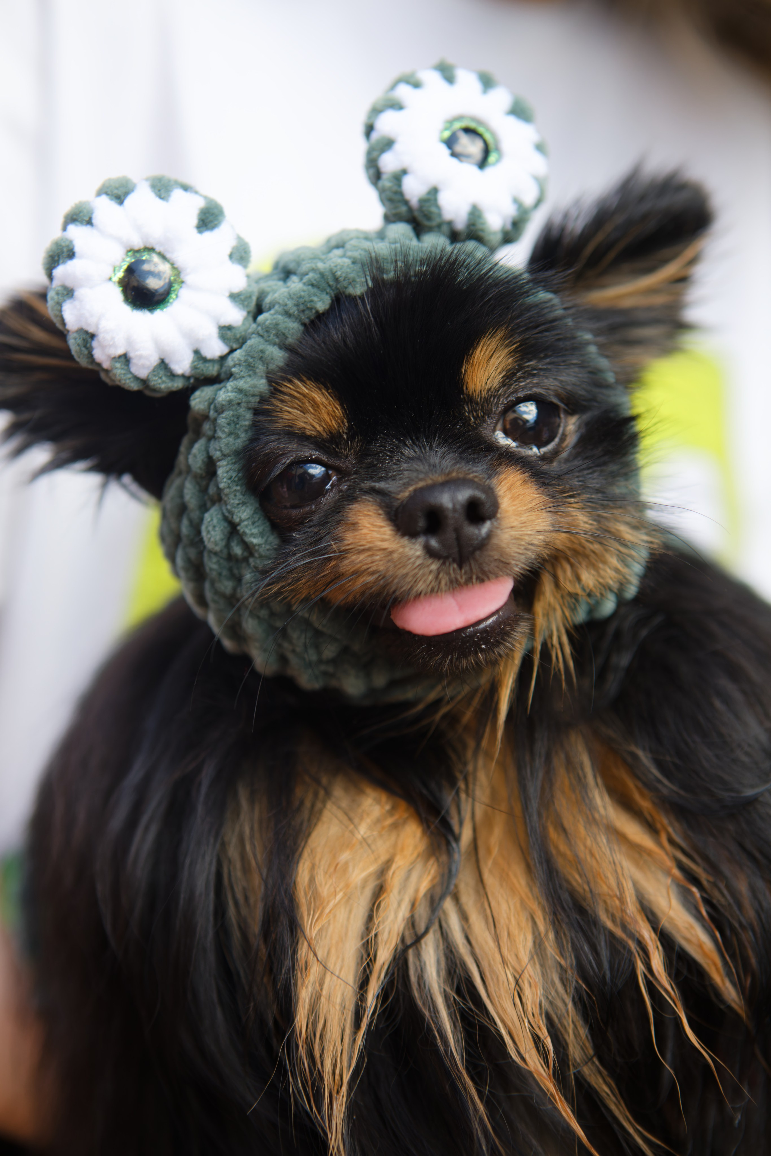 Мир животных. Репортажный и спортивный фотограф в г. Пермь Зильберг Павел
