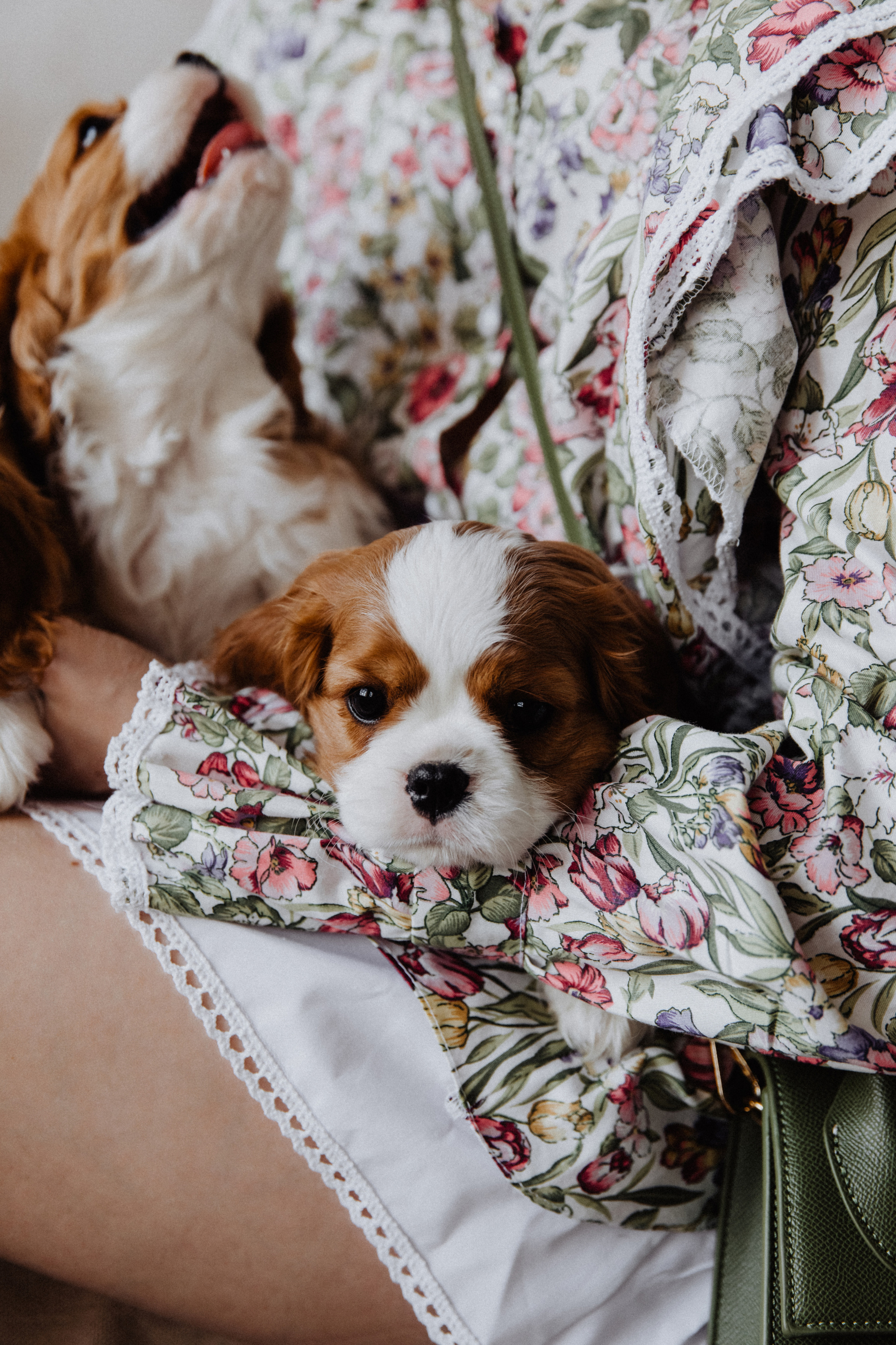 Dog love. Свадебный фотограф Анастасия Пальчикова