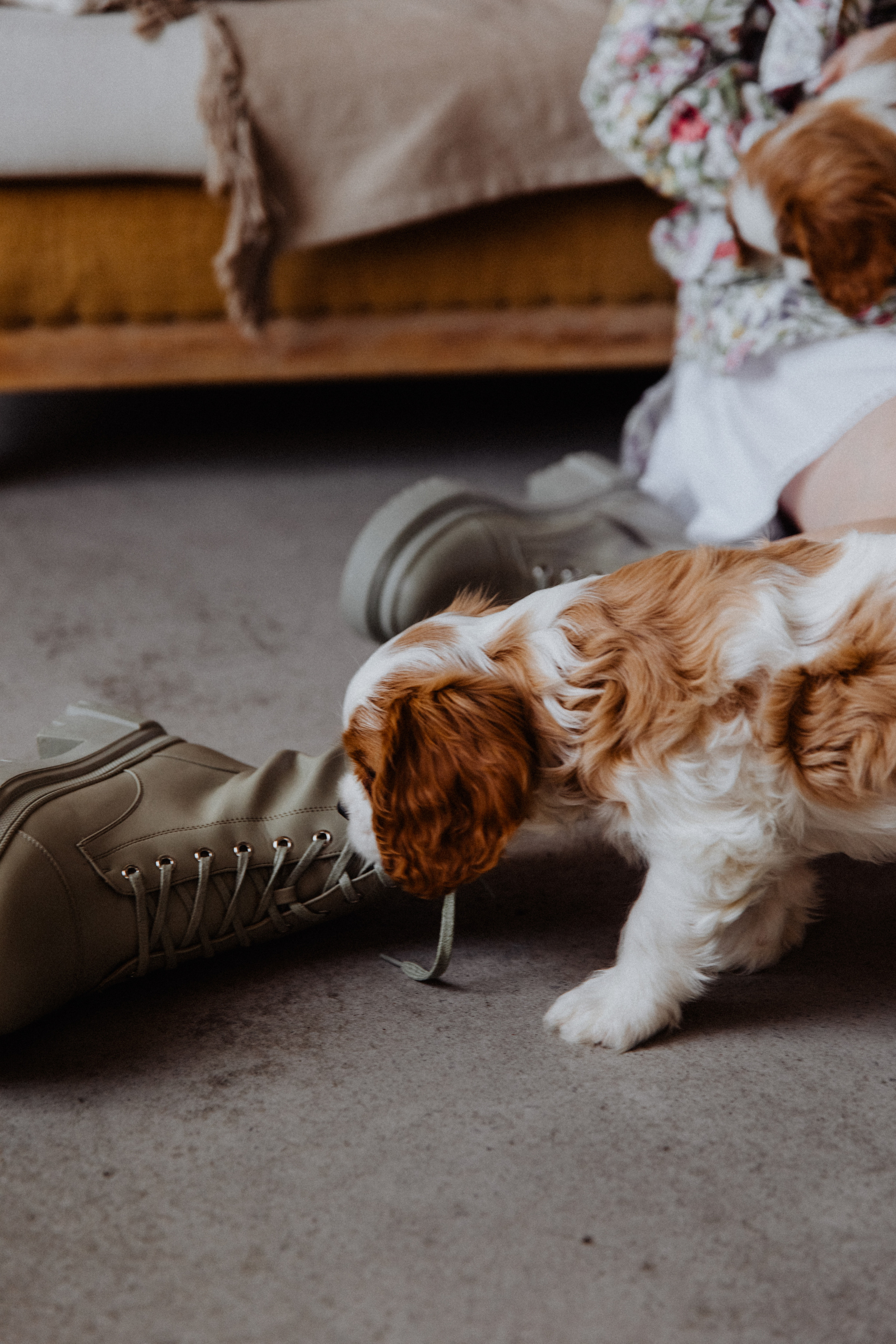Dog love. Свадебный фотограф Анастасия Пальчикова