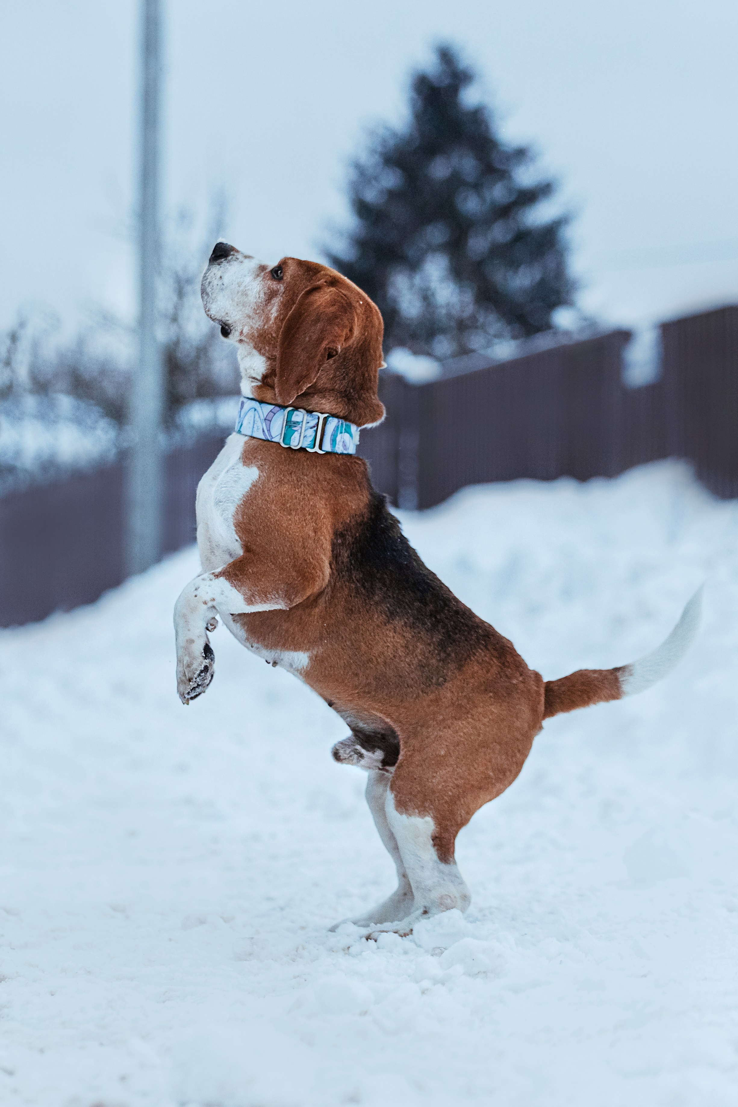 Дом для Биглей 2023. Фотограф-анималист Татьяна Степанова