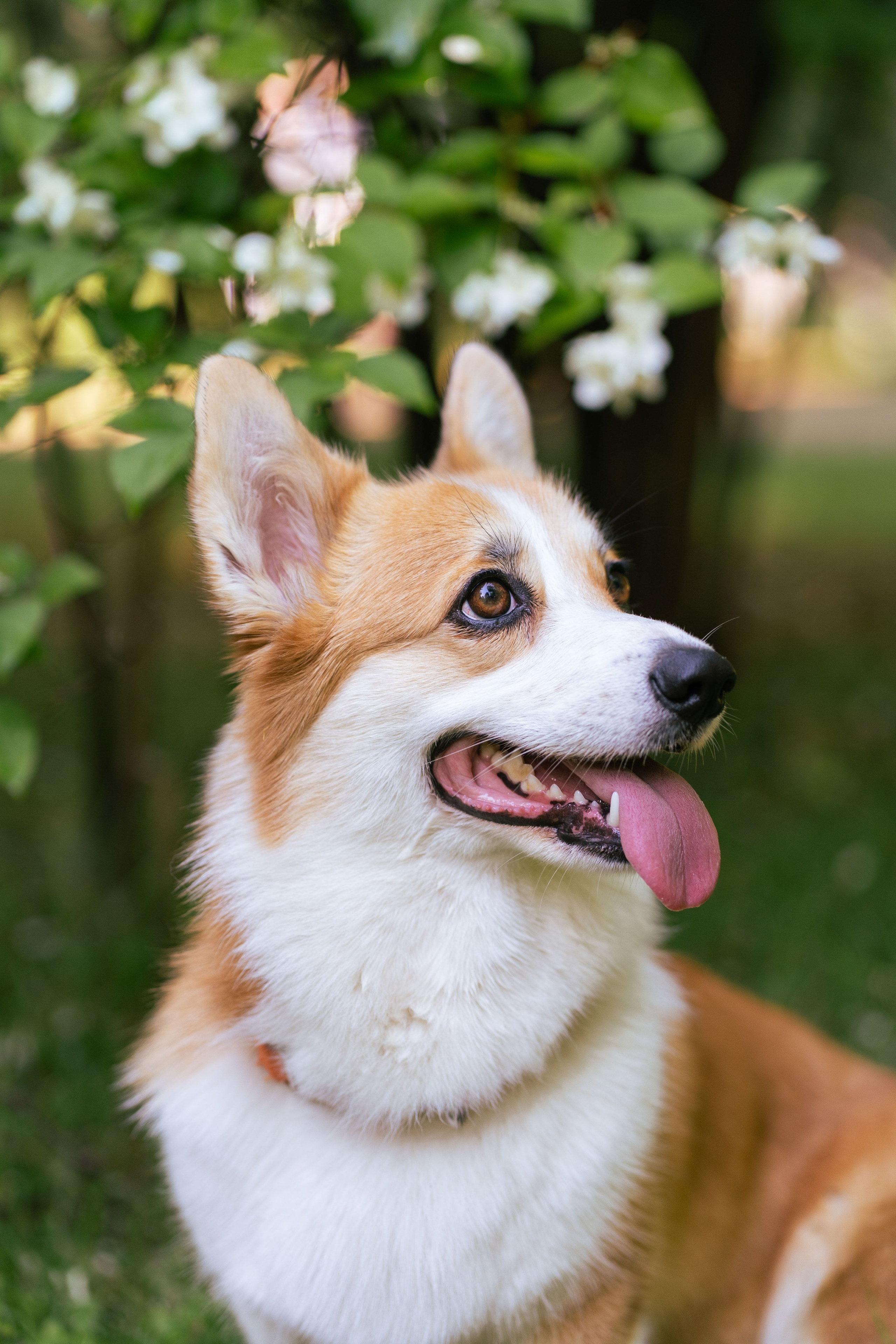 Ольга и коржики. Свадебный фотограф в Москве Анна Полушина