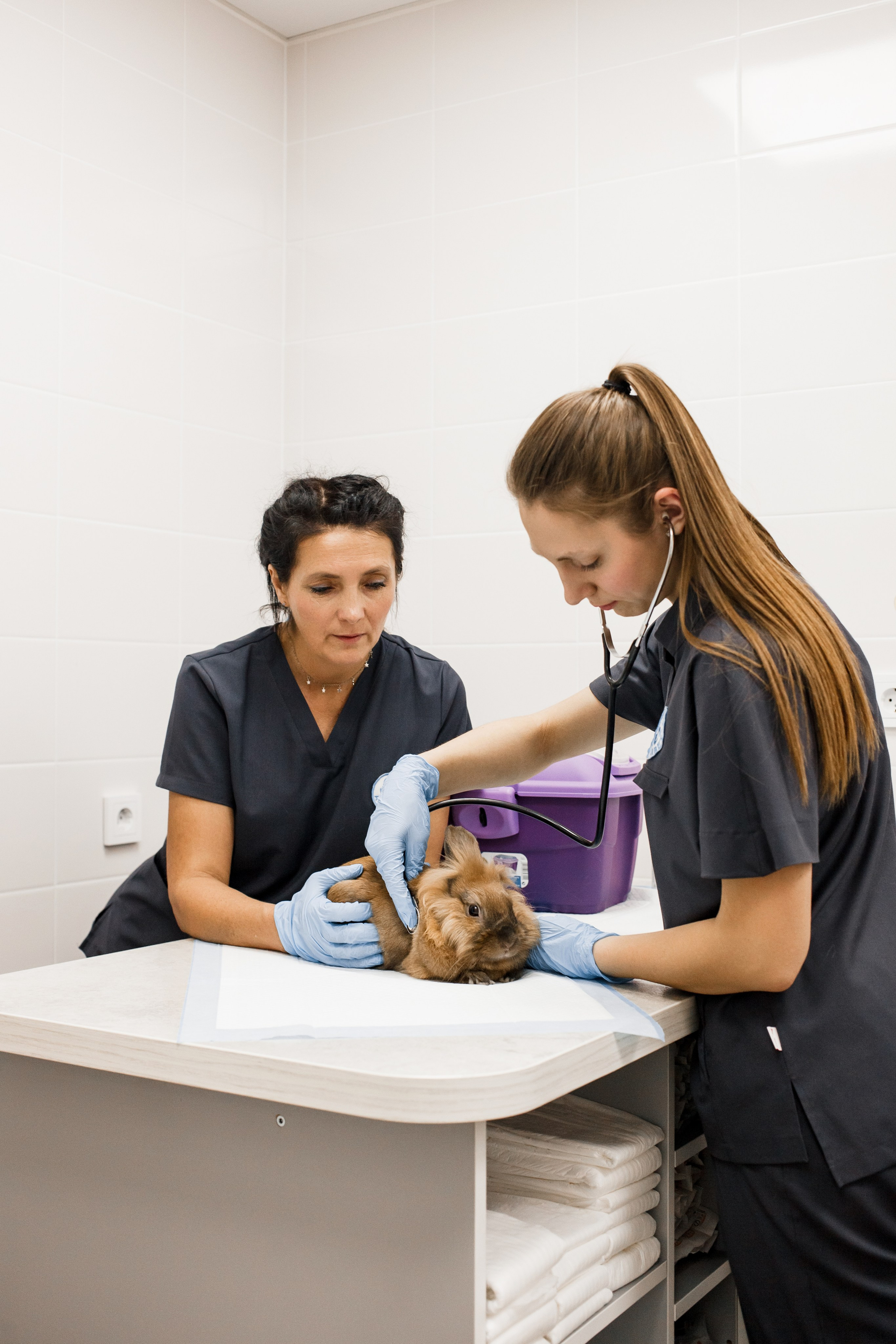 Контентная съемка для ветеринаркой клиники. КОНТЕНТ ФОТОГРАФ