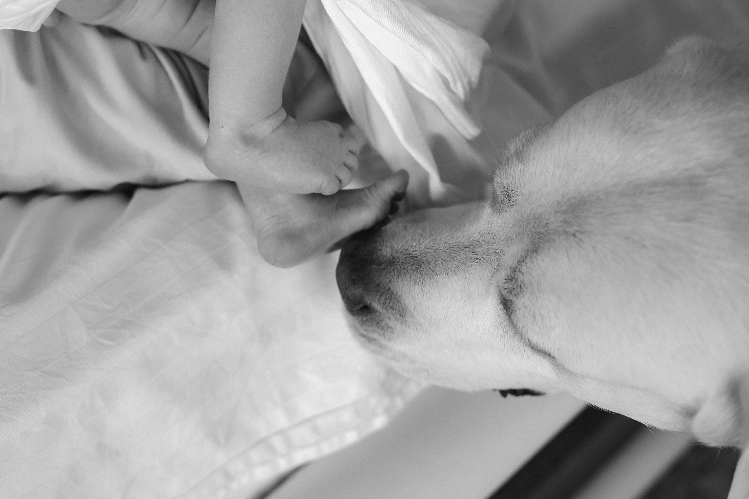 Мама Папа Лев. Фотограф в Волгограде — Александра Искандерова