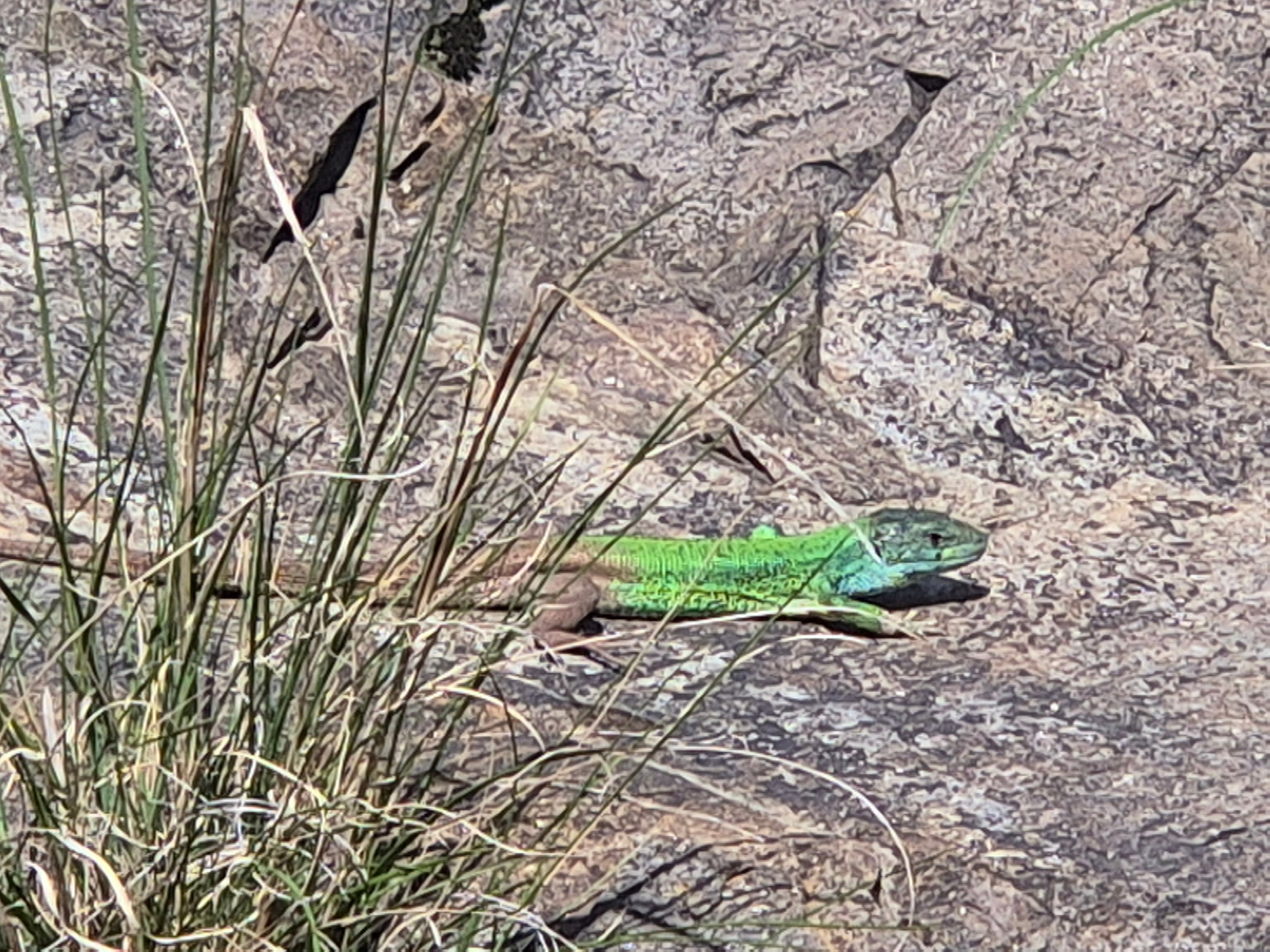 Местный житель выполз погреться