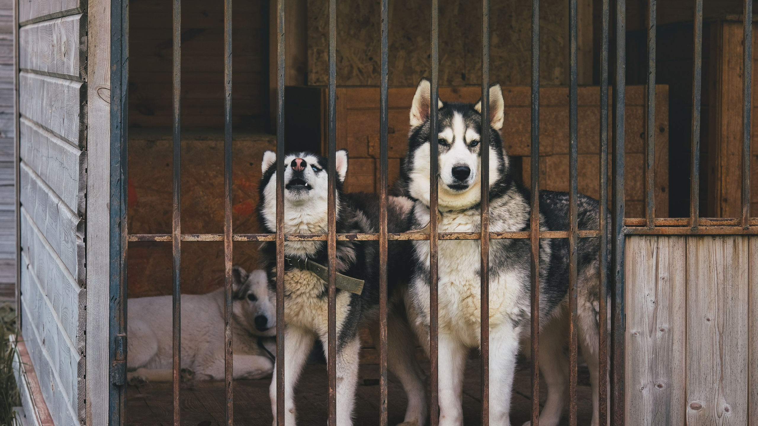 Приют Хаски. KRUTOVA_фотографирую жизнь