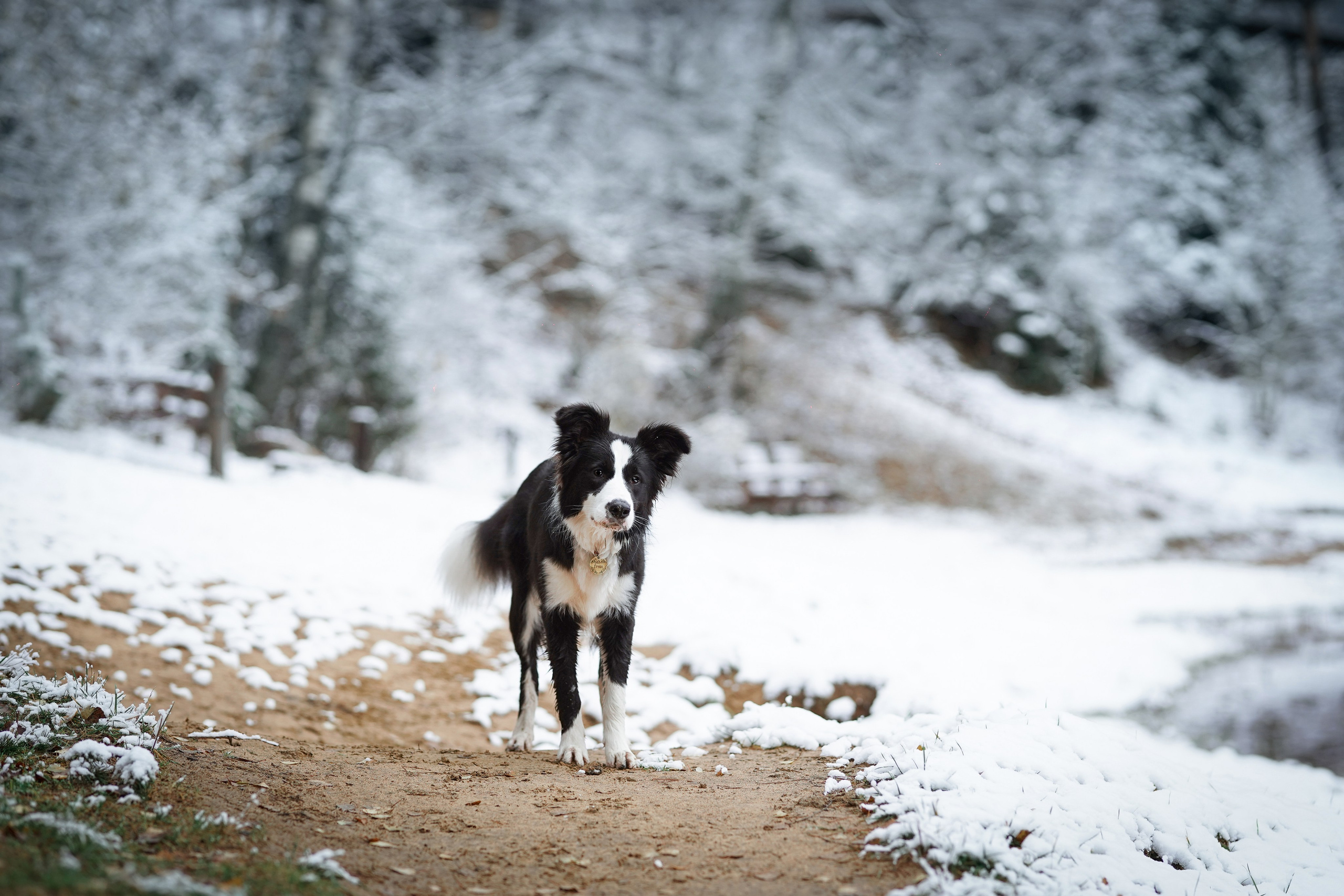 Юлия и Груша. Фотограф-анималист в Санкт-Петербурге Яна Мартынова