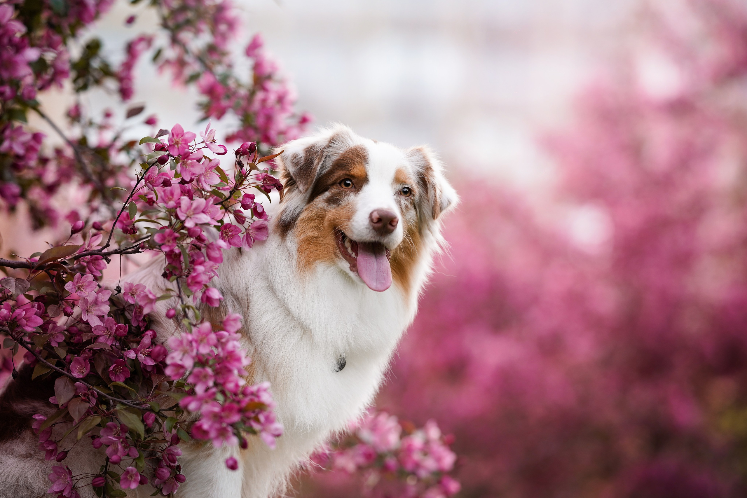 Панда в Яблоневом саду. Фотограф-анималист в Санкт-Петербурге Яна Мартынова