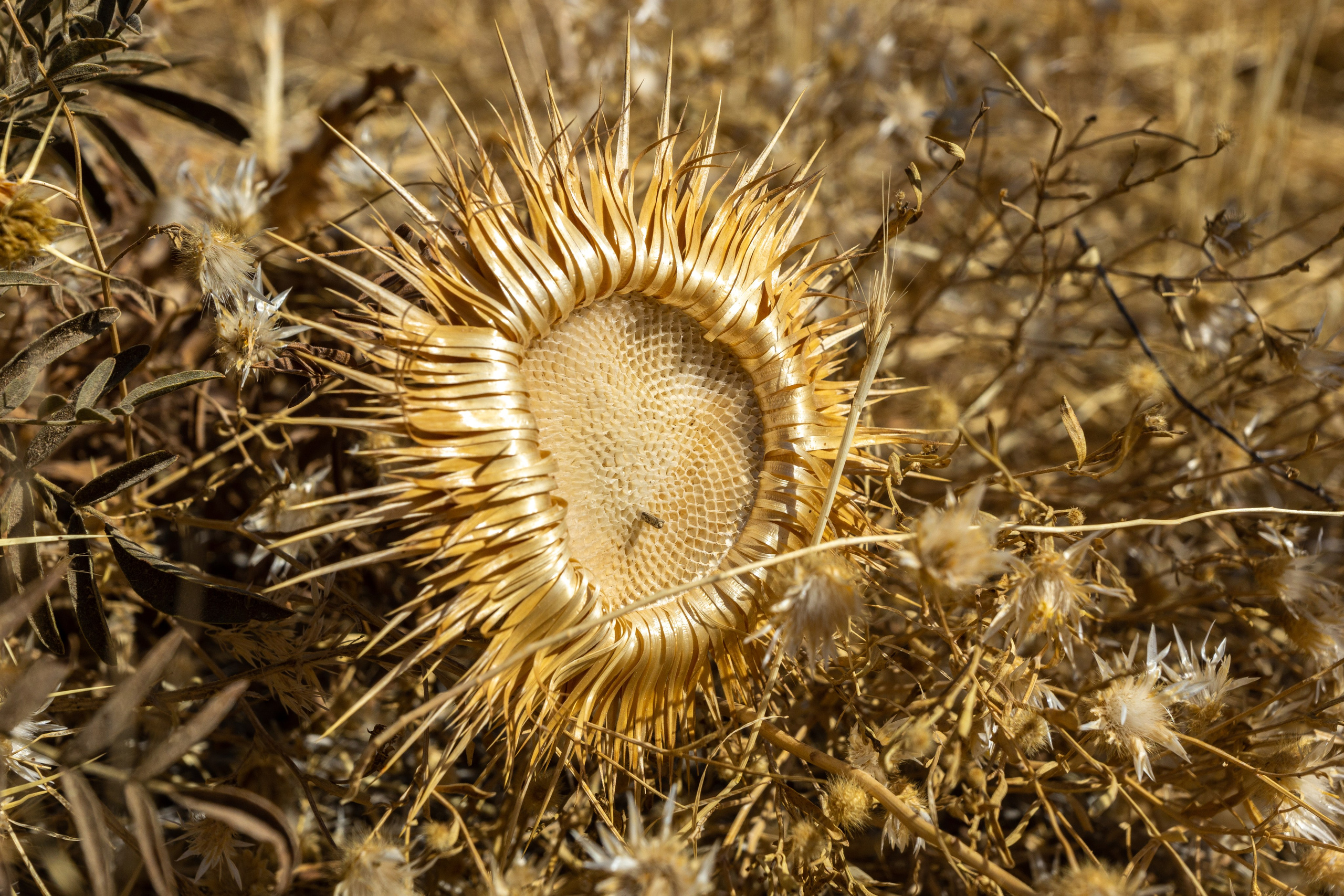 Иран. Фотограф-путешественник Самойлов Максим «Sly Fox»