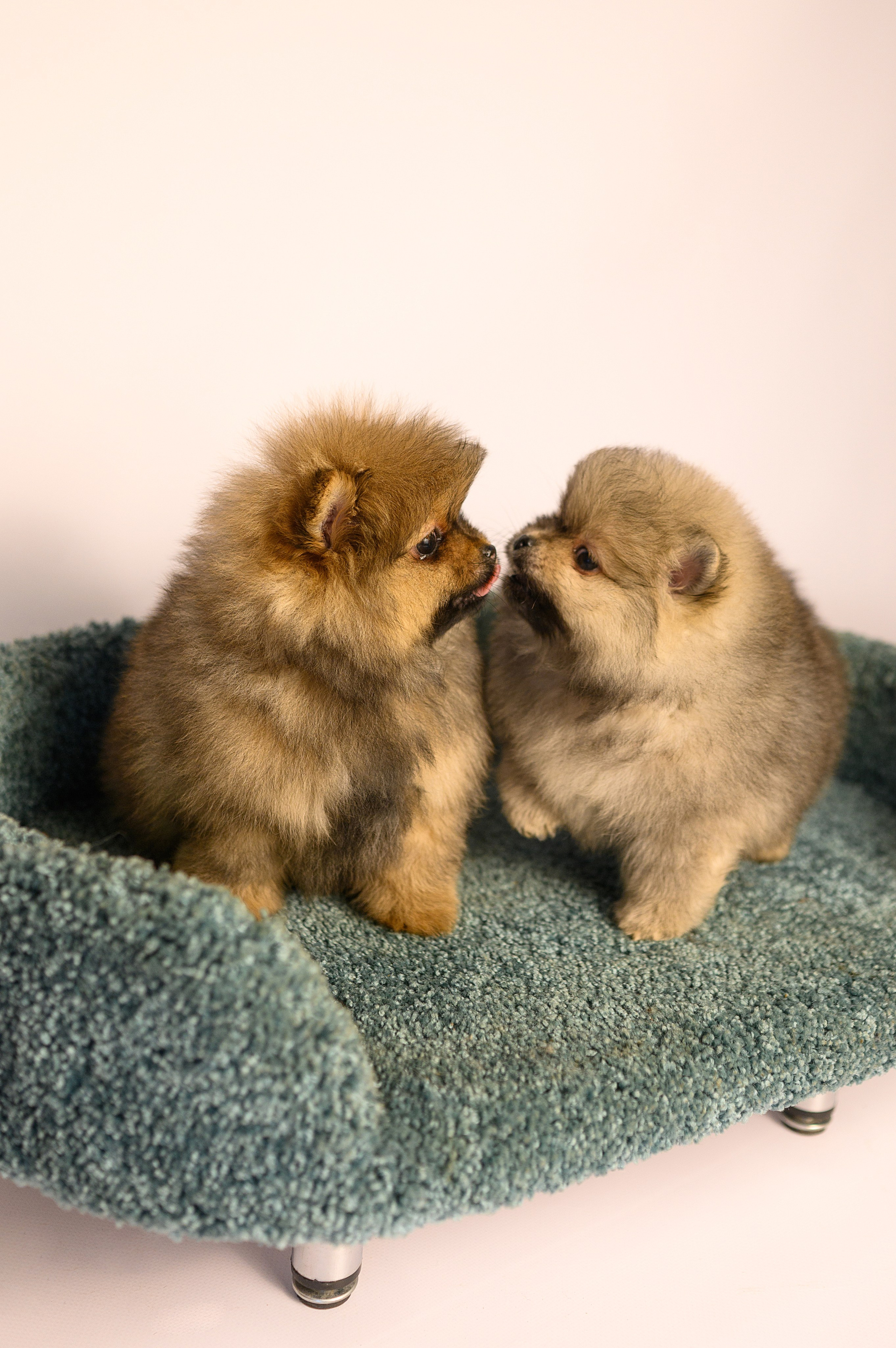 Питомник шпицев в Волгодонске. Фотограф Елизавета Жуйкова | Фотосессии в Волгодонске: портретные, лав стори, семейные