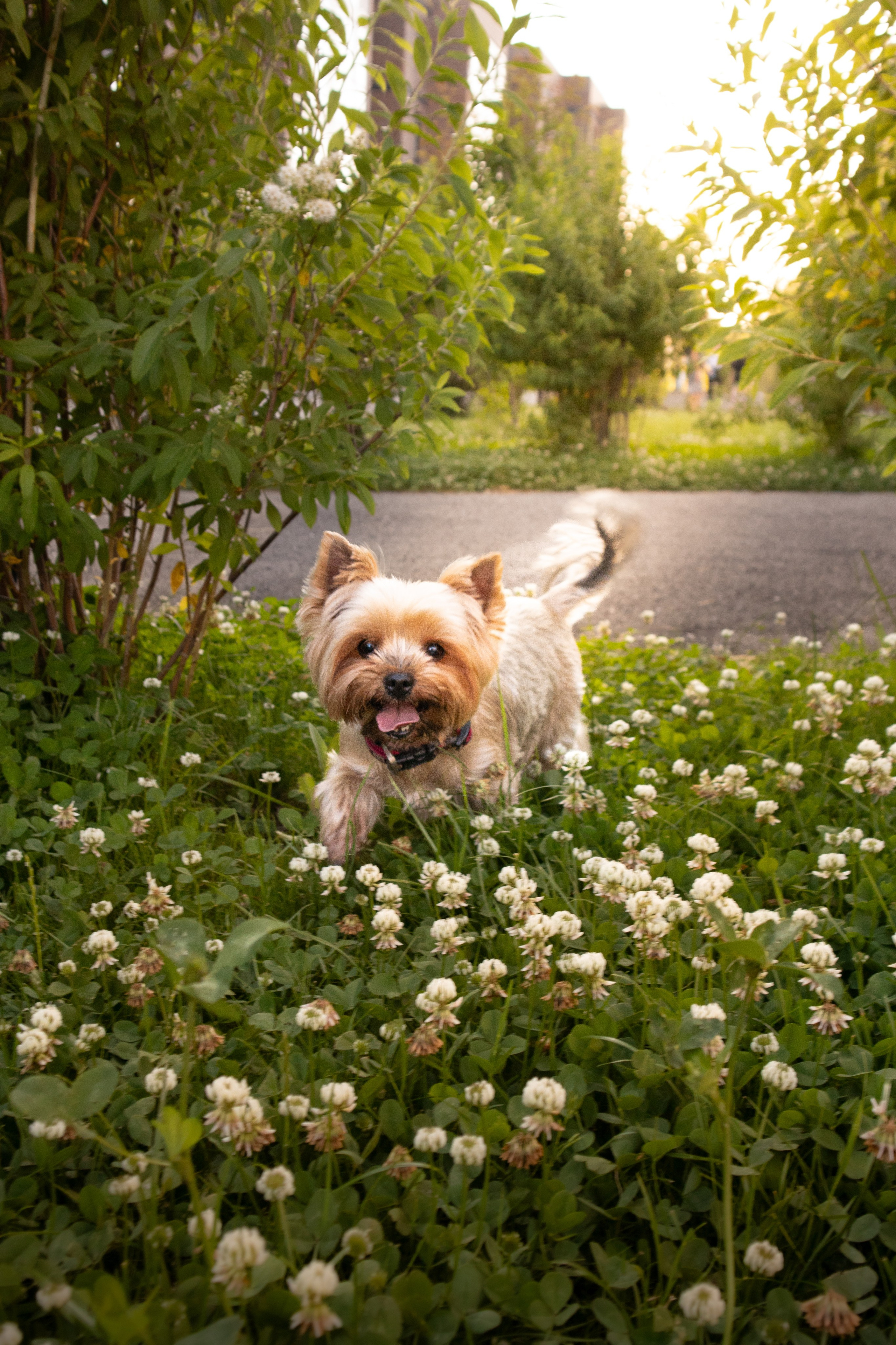 С животными. Фотограф Новосибирск, Академгородок, Бердск — Айна