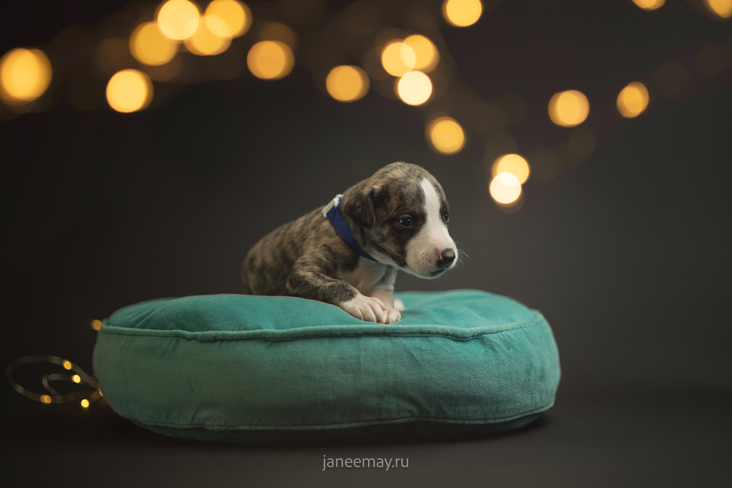 Малыши уиппеты Великбековых. Фотограф анималист в Москве Майорова Евгения