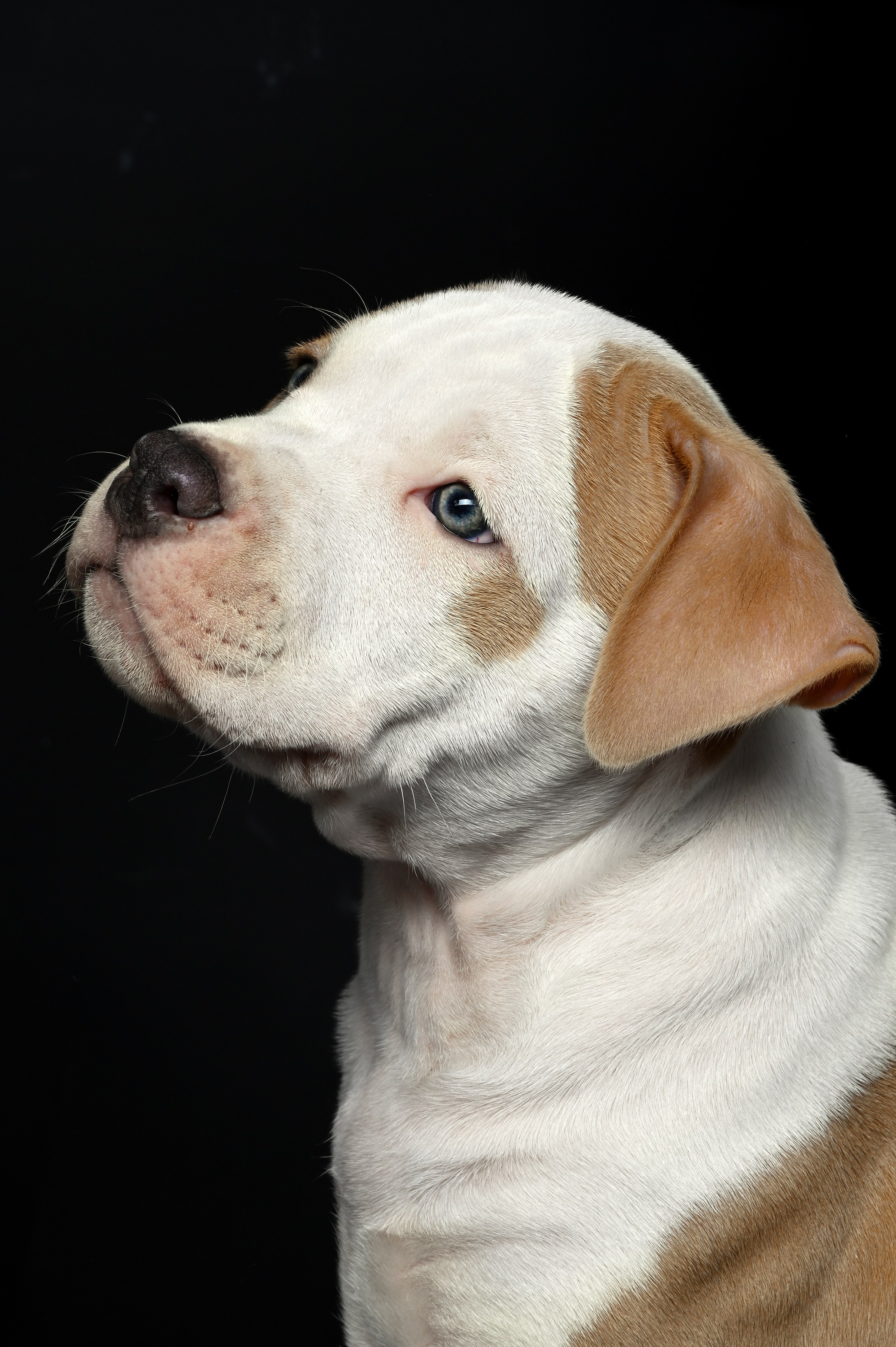 Фотосессия собак, щенков,. Предметная фото и видеосъемка в Саратове| Профессиональный фотограф