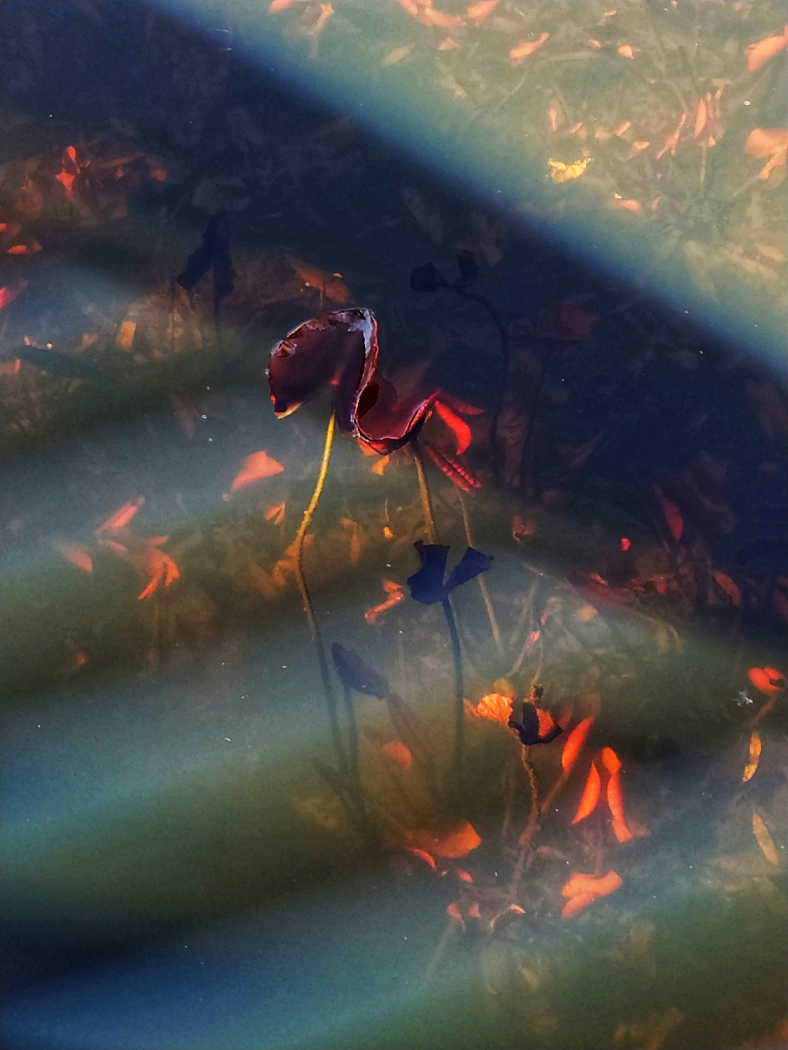 Природа. Настасья Проценко. Фотограф