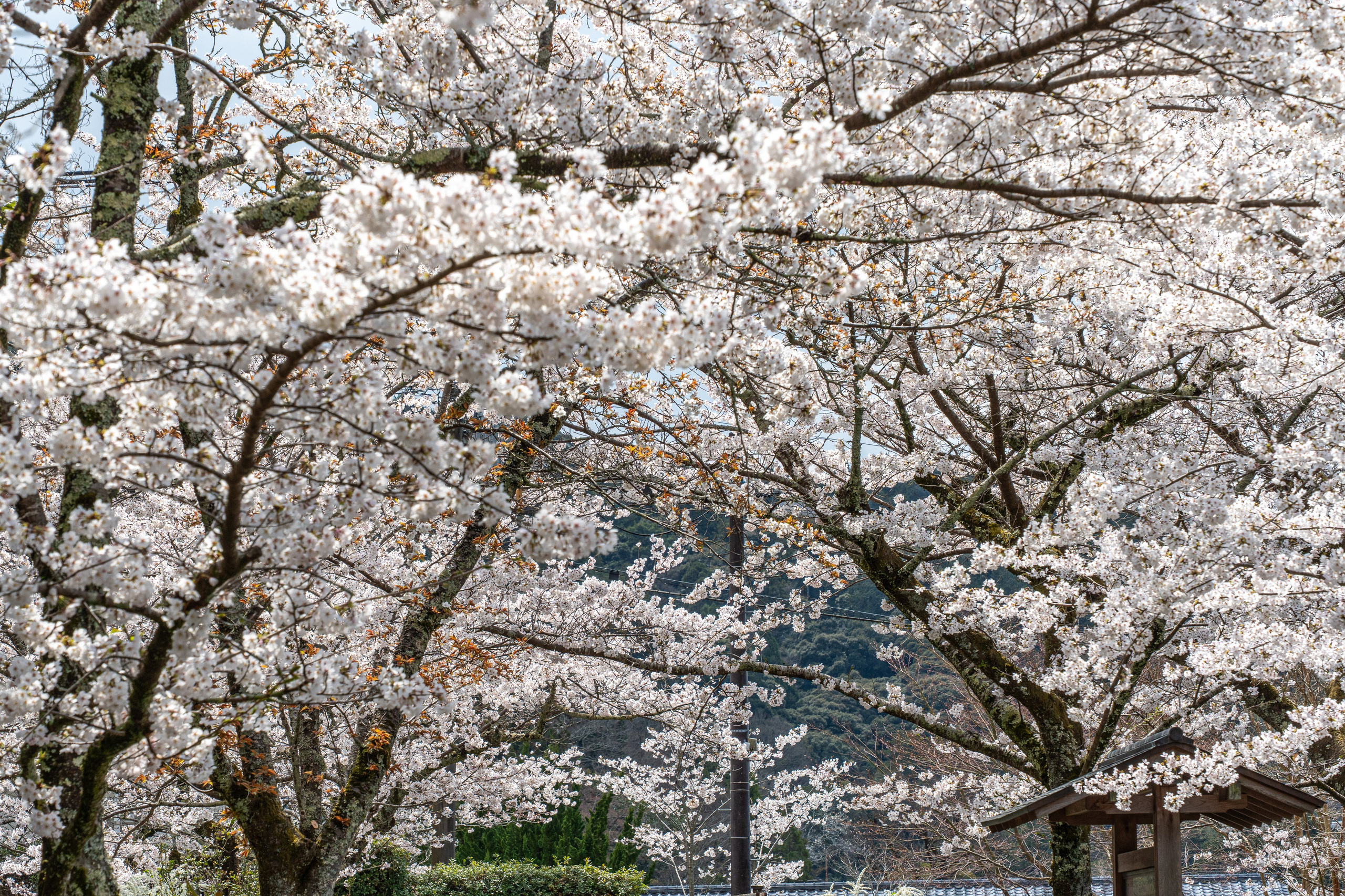 Япония, сакура. Творческие сьемки