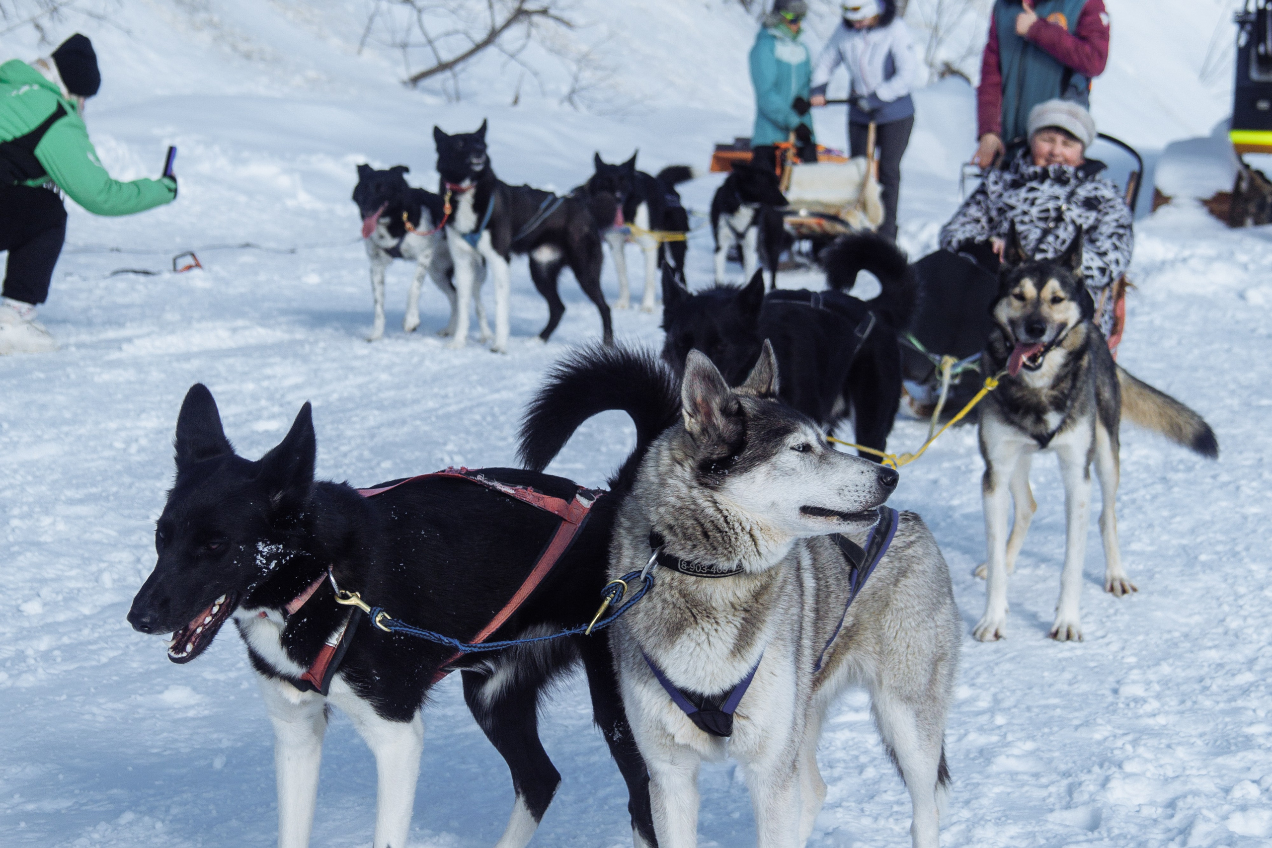 Адыгея. Лаго-Наки 27.01.24. Фотограф katya_vkadre Таганрог