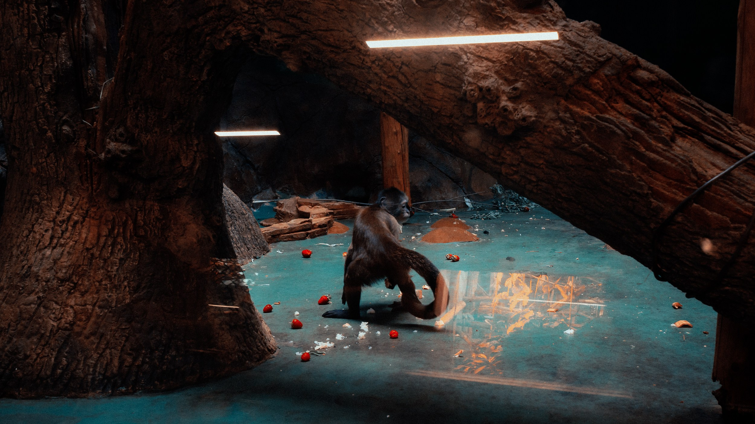 Зоопарк '22. Фёдор Малюгин. Ваш бади в визуале