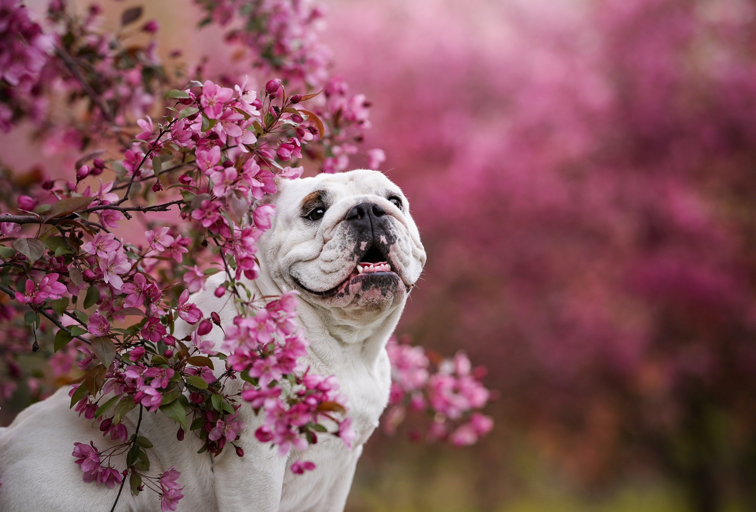 Фасолька в саду. Фотограф-анималист в Санкт-Петербурге Яна Мартынова
