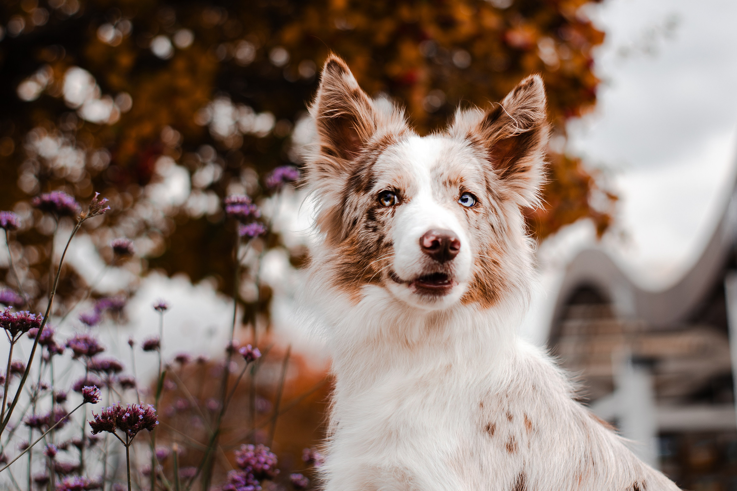 Мария и Утопия. Фотограф-анималист Мария Баркевич | Москва