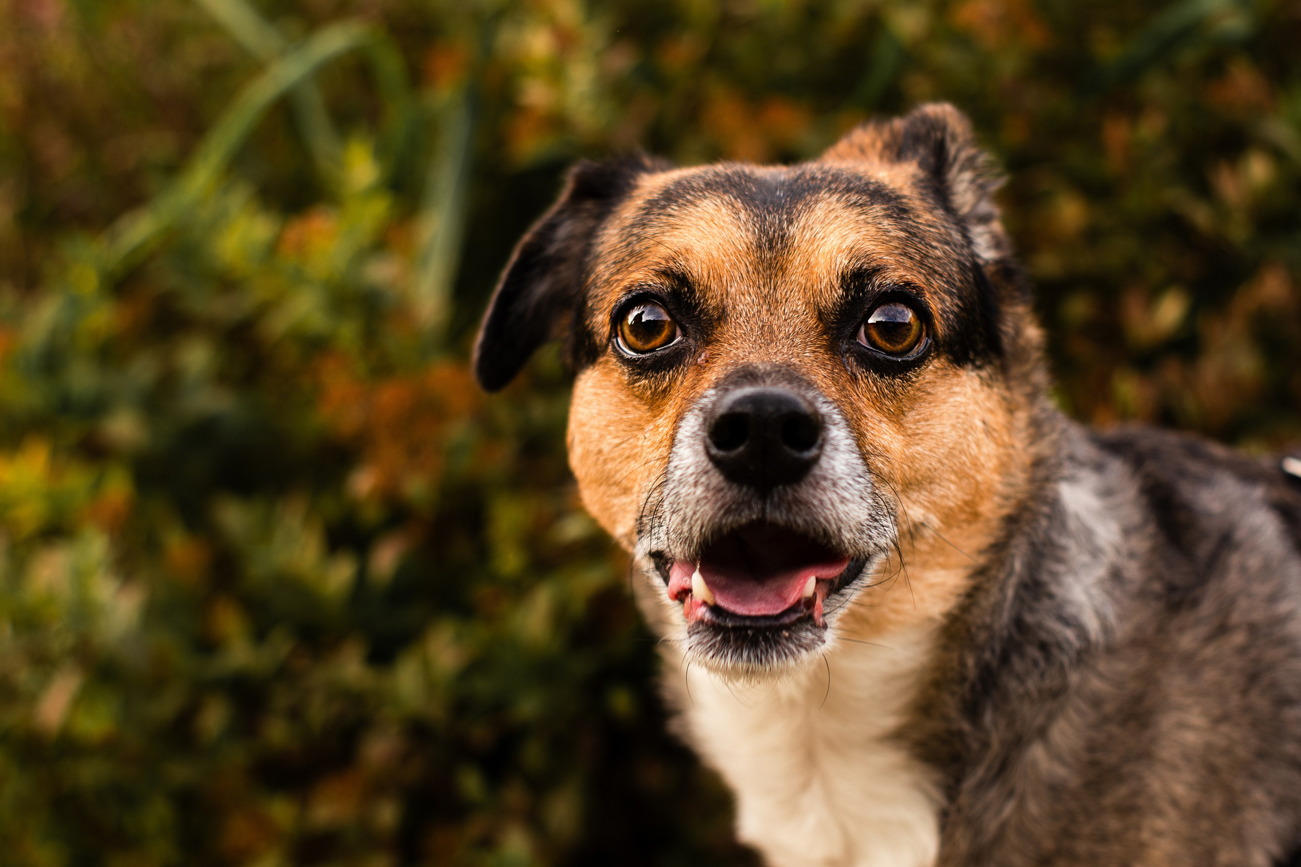 Виктория и Раф. Фотограф-анималист Мария Баркевич | Москва