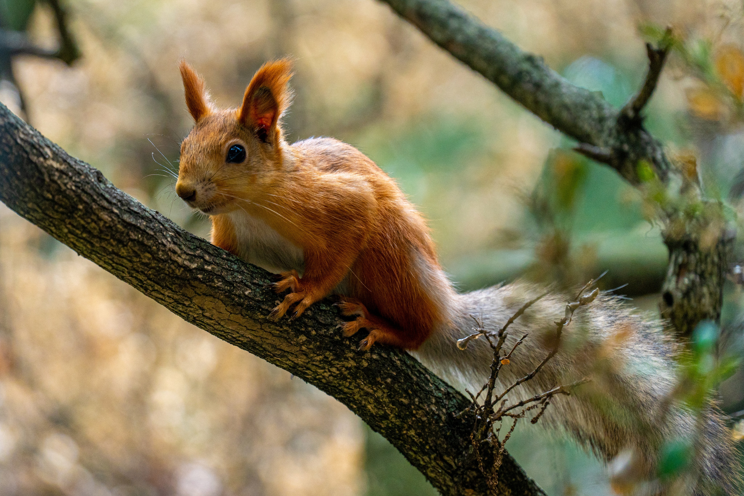 Путешествия и пейзаж. Репортажный фотограф в Красной Поляне и Сочи Павлюченко Екатерина