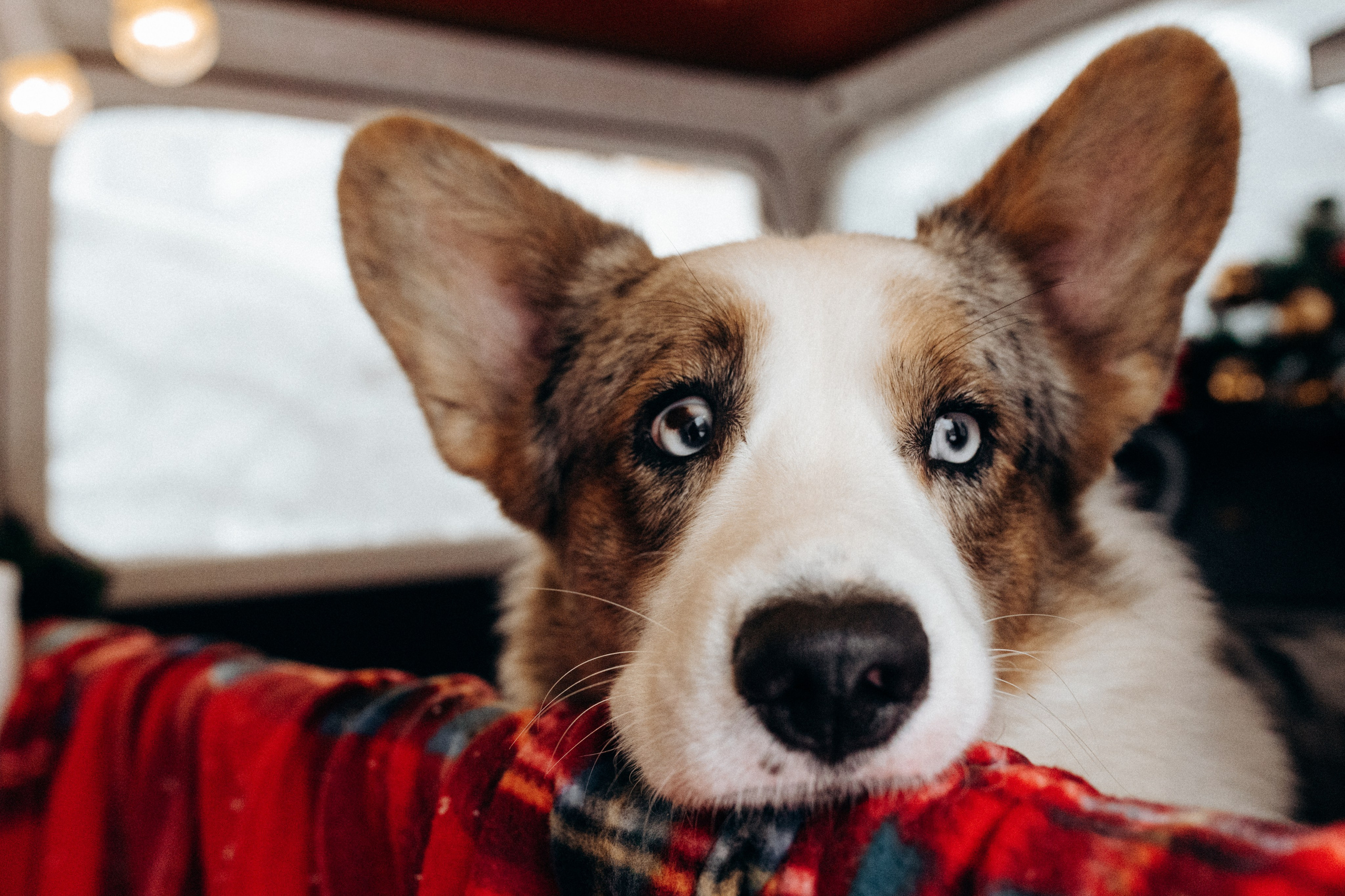 Маша и Дэф. Фотограф анималист в Москве Ольга Агушева