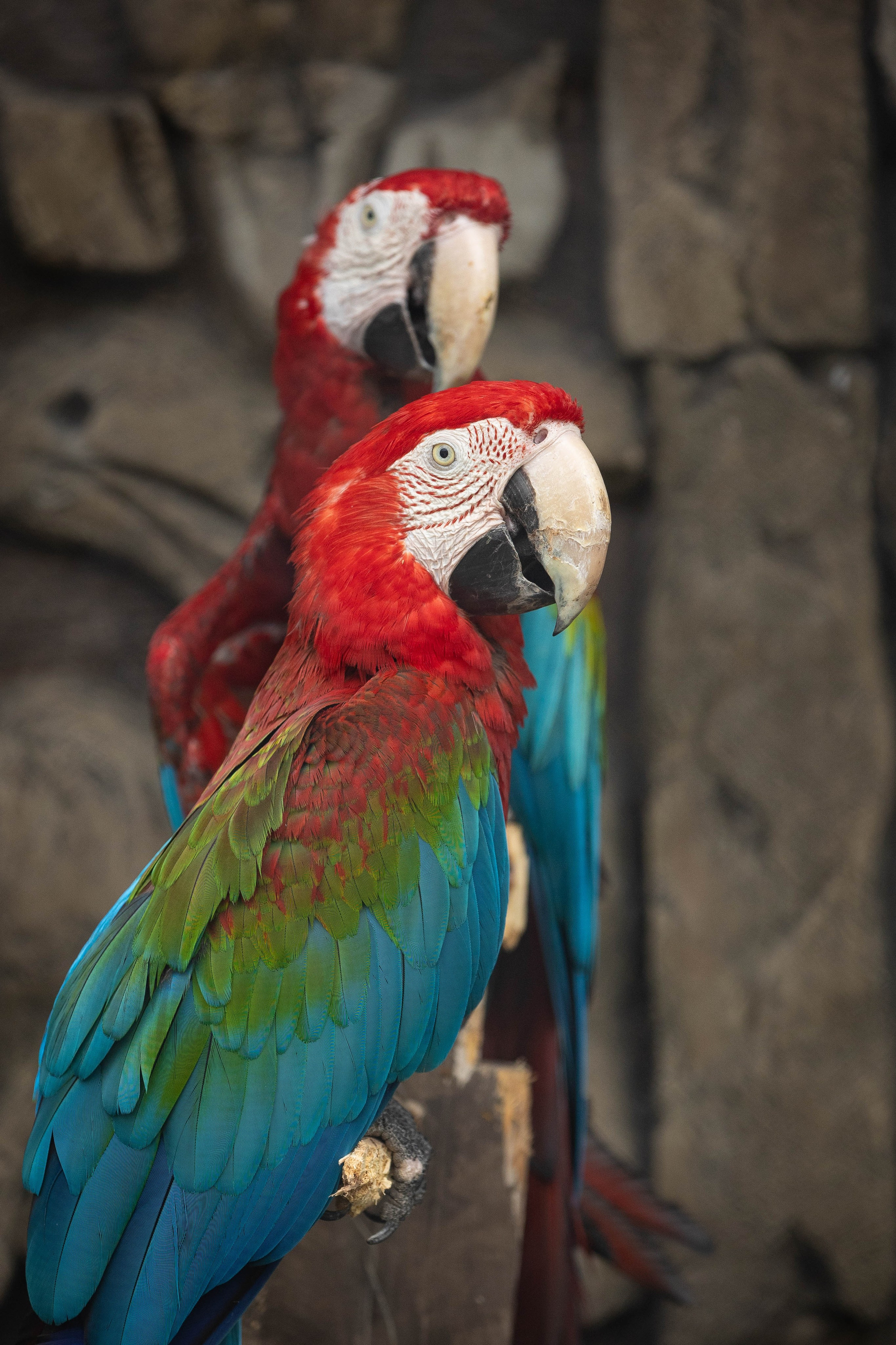 Зоопарк Малинки. Фотограф-АниМалист Анна Абрамова