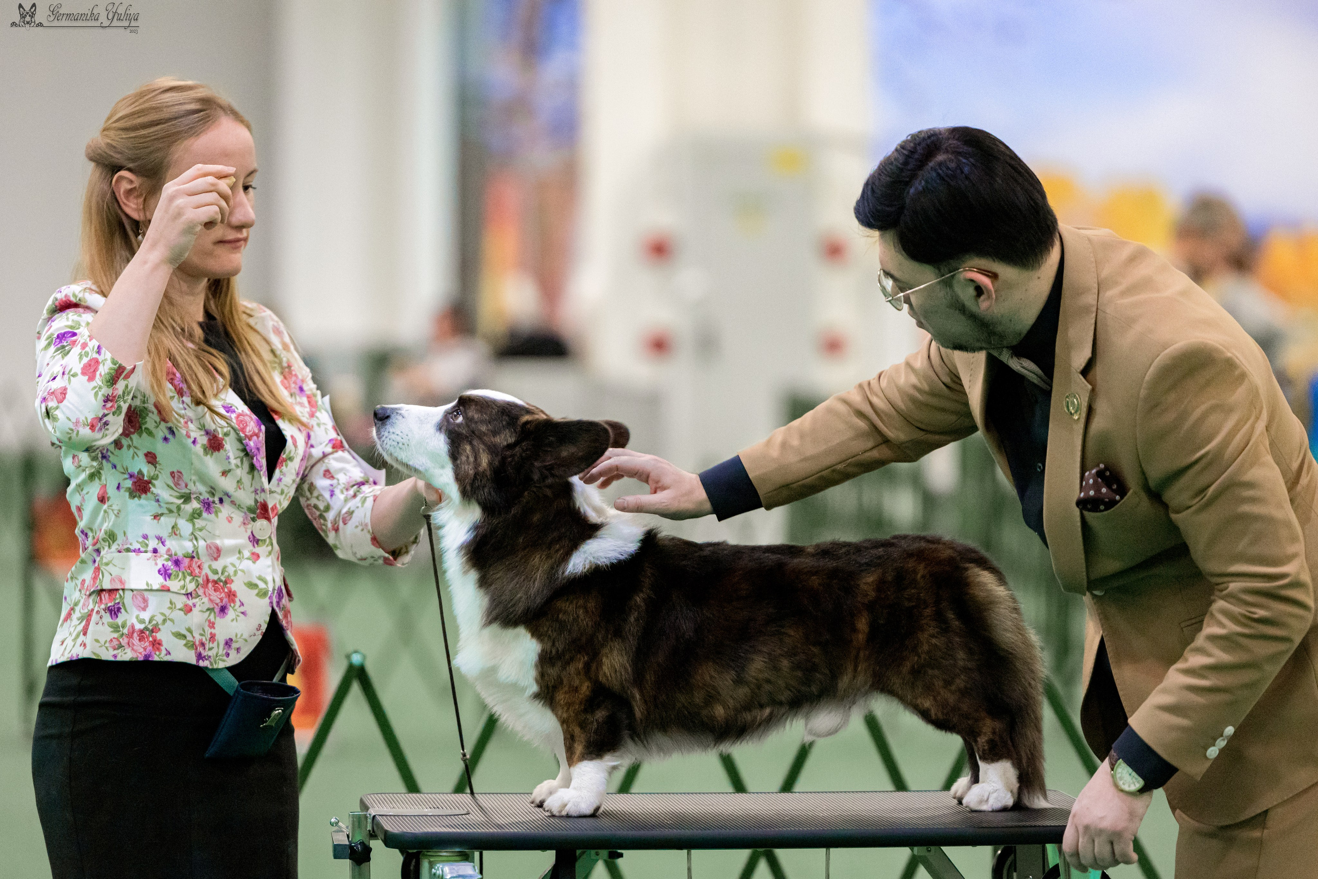 Сфера 29.10,Крокус 4.11,Сфера 12.11.2023. Фотограф-анималист Юлия Германика