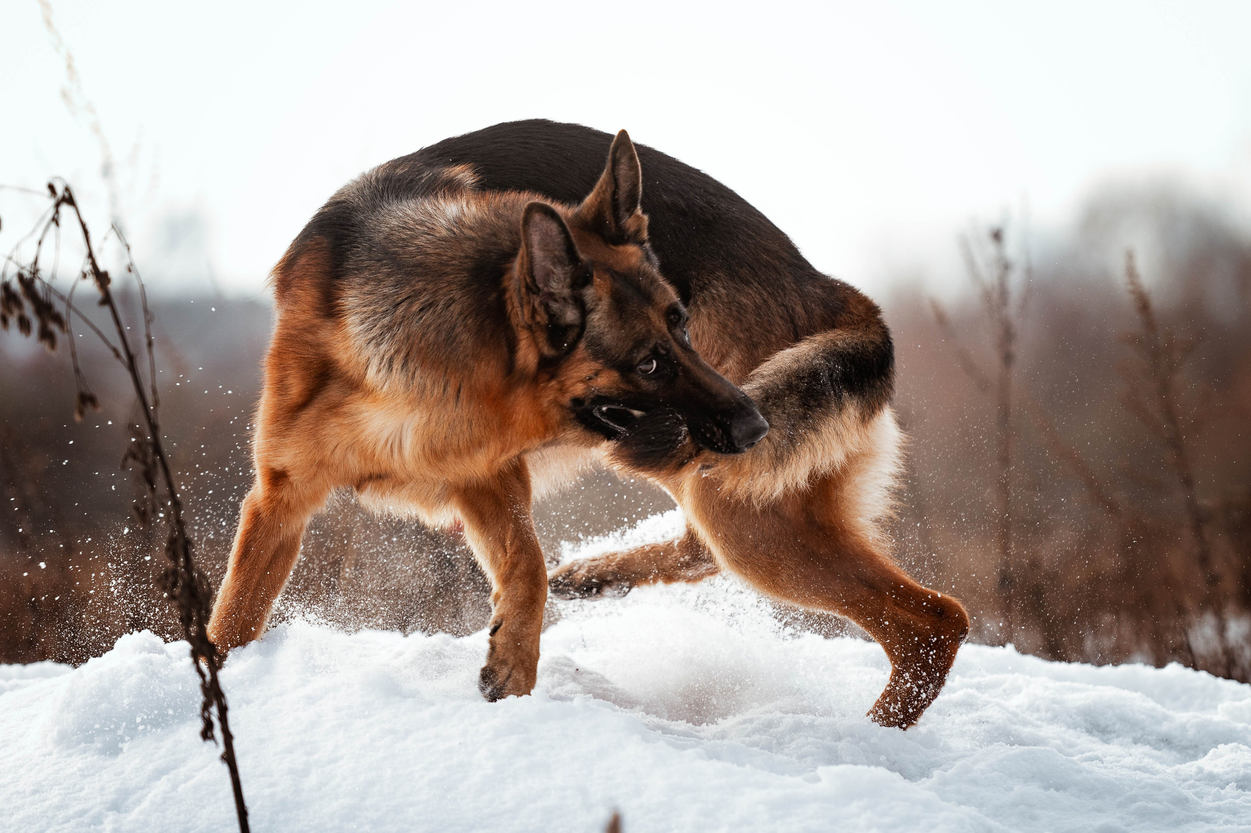 Вольт. Фотограф-анималист