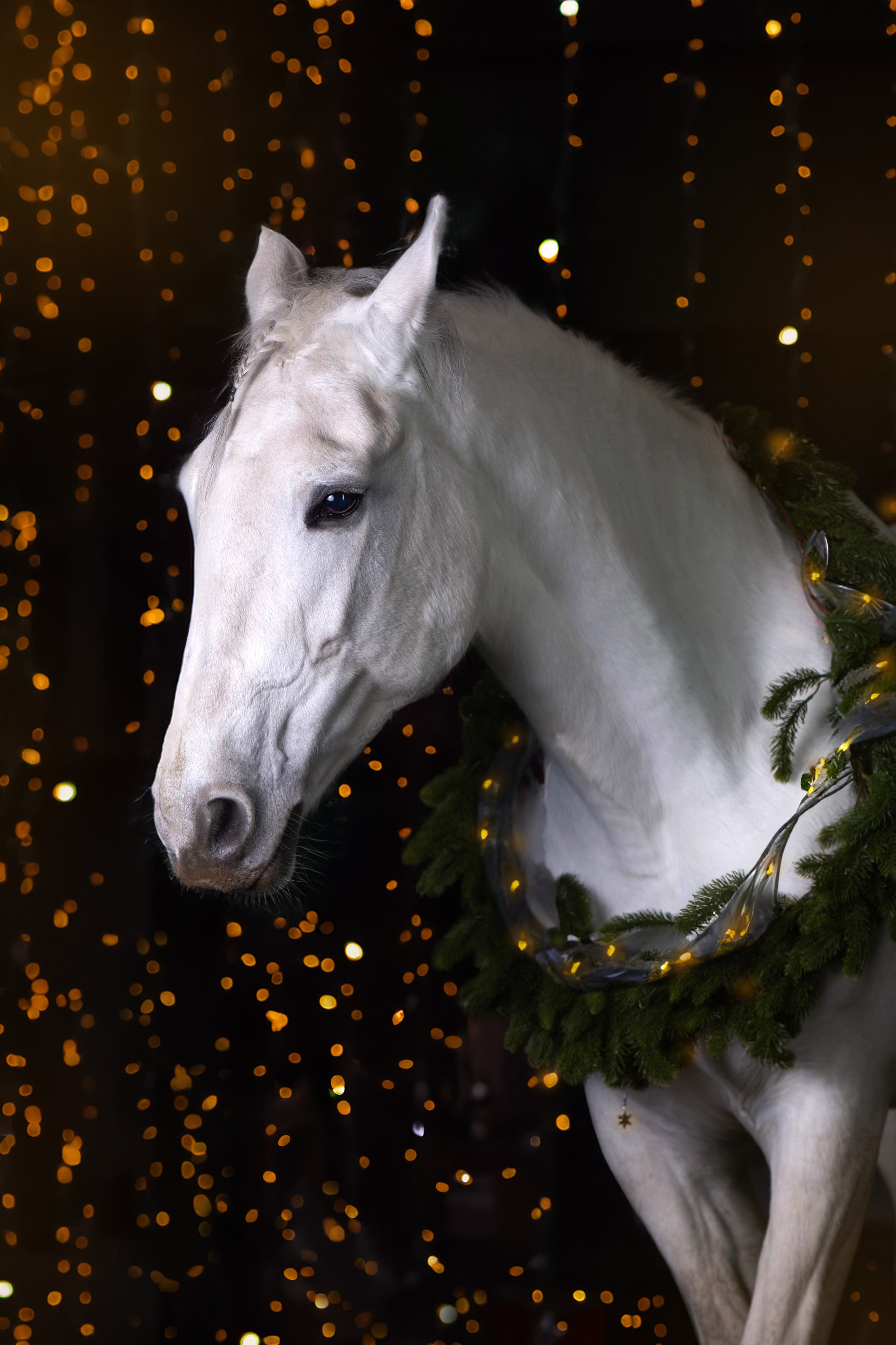 Лошади зимой. Конный фотограф в Красноярске — Любовь Похабова