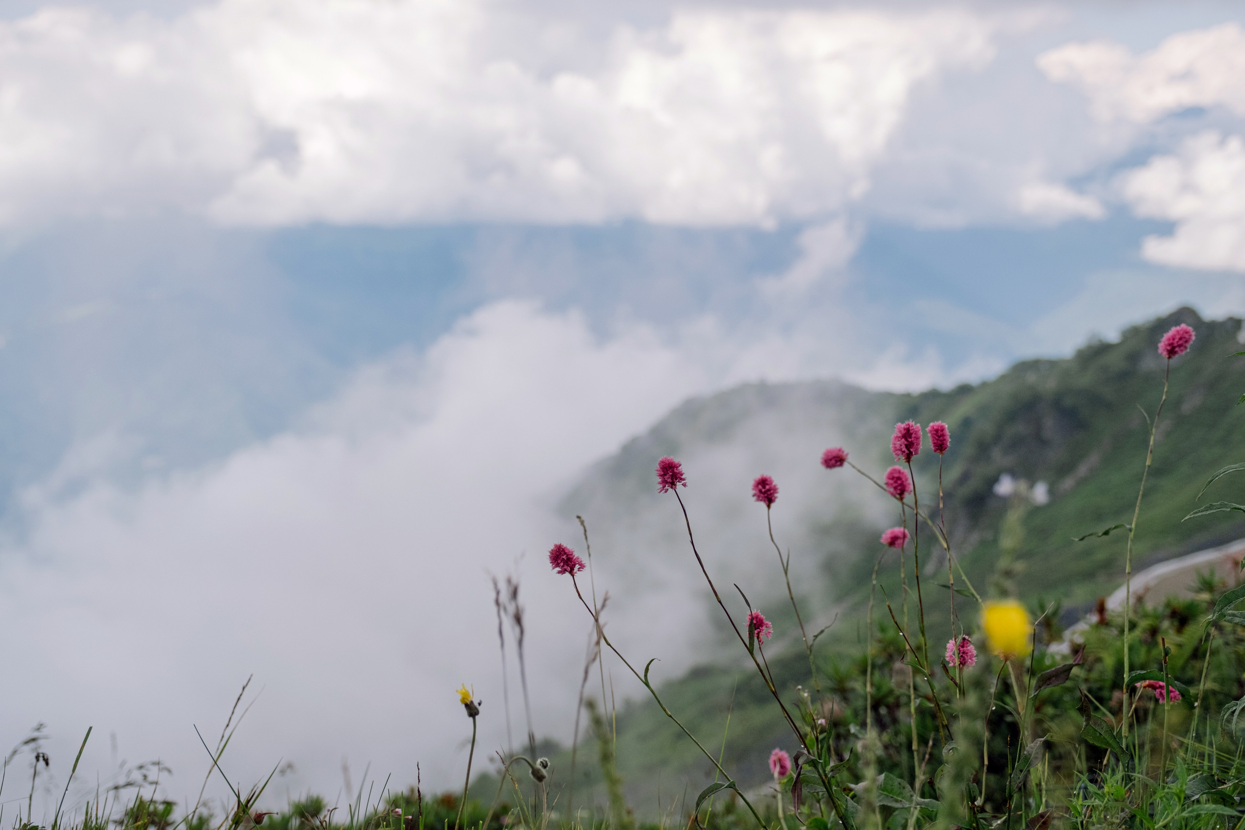 Оля / Слава. Свадебный Видеограф Фотограф в Сочи