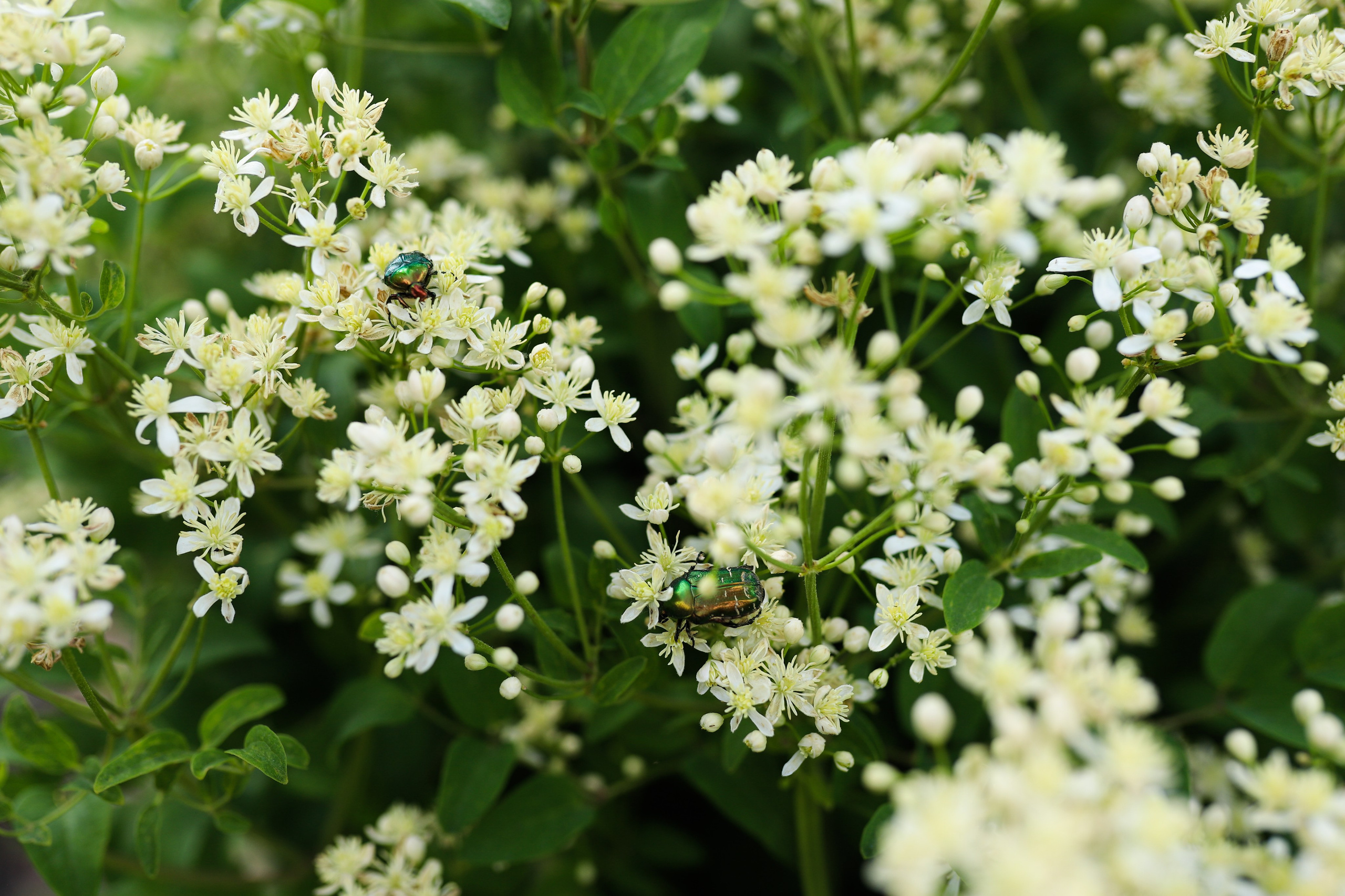 Садовый центр. Фотограф Эмилия Сафиуллина