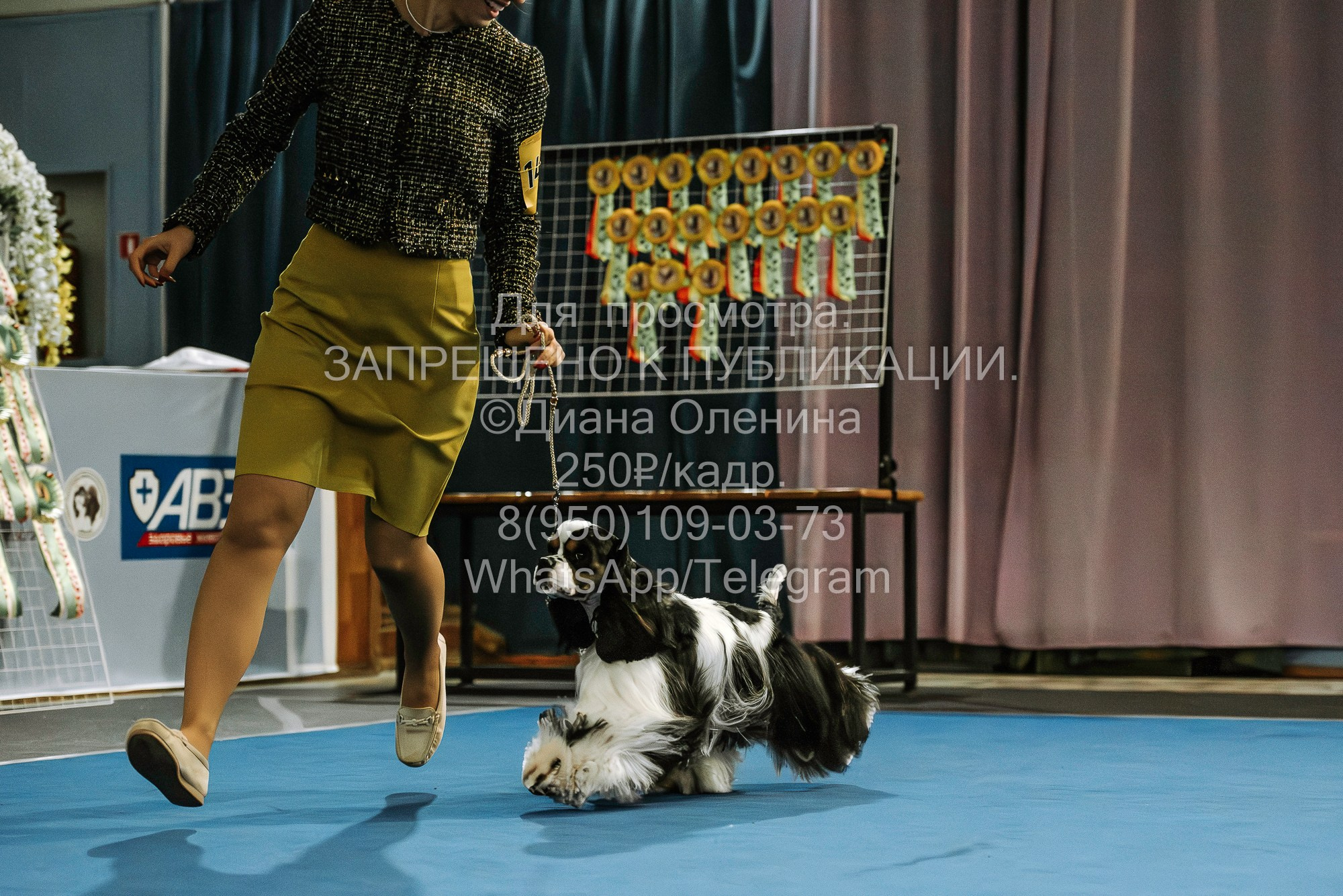 Выставка собак Красноярск 29.10.2023. Фотограф Диана Оленина Красноярск / Братск