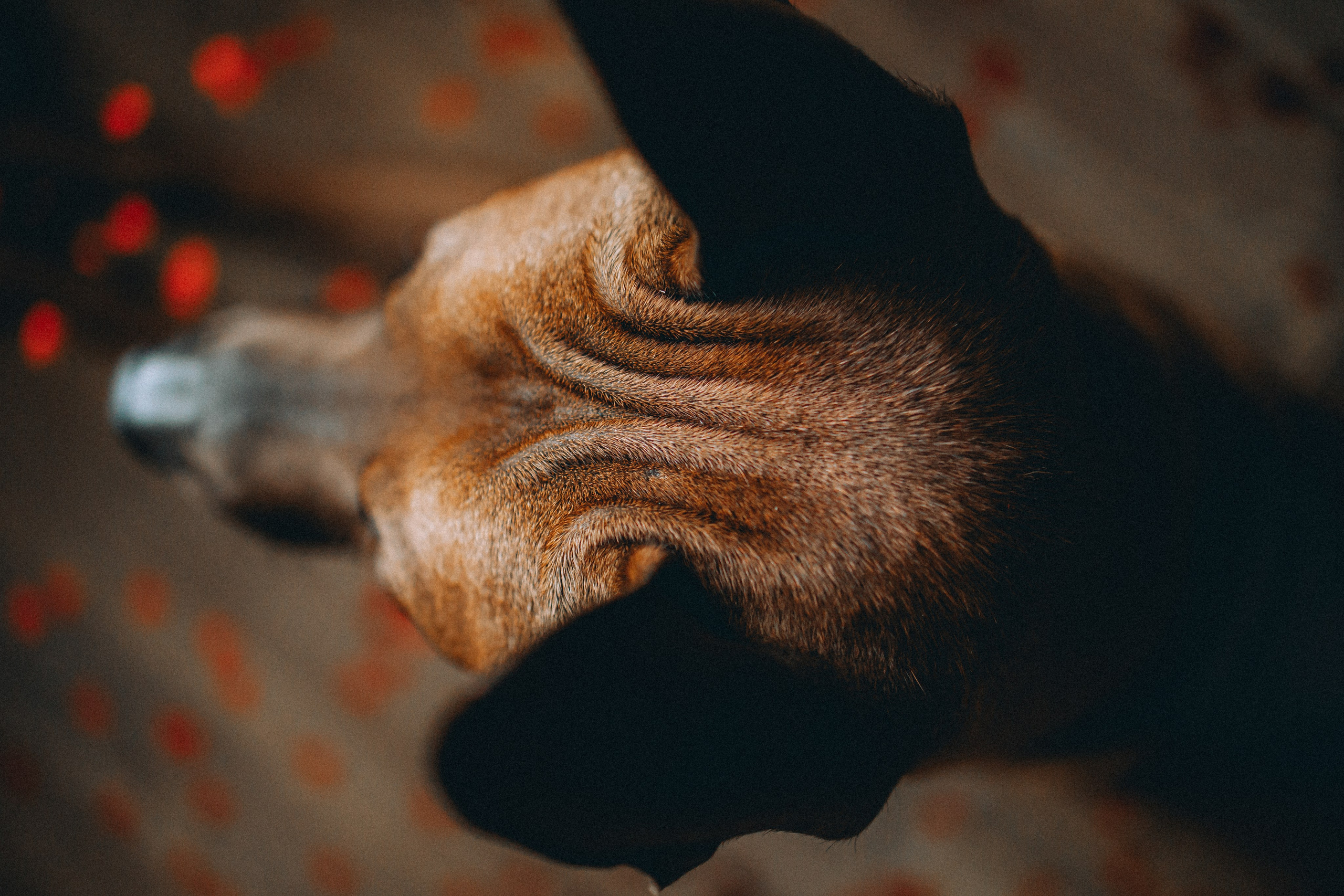 Оксана и Зевс