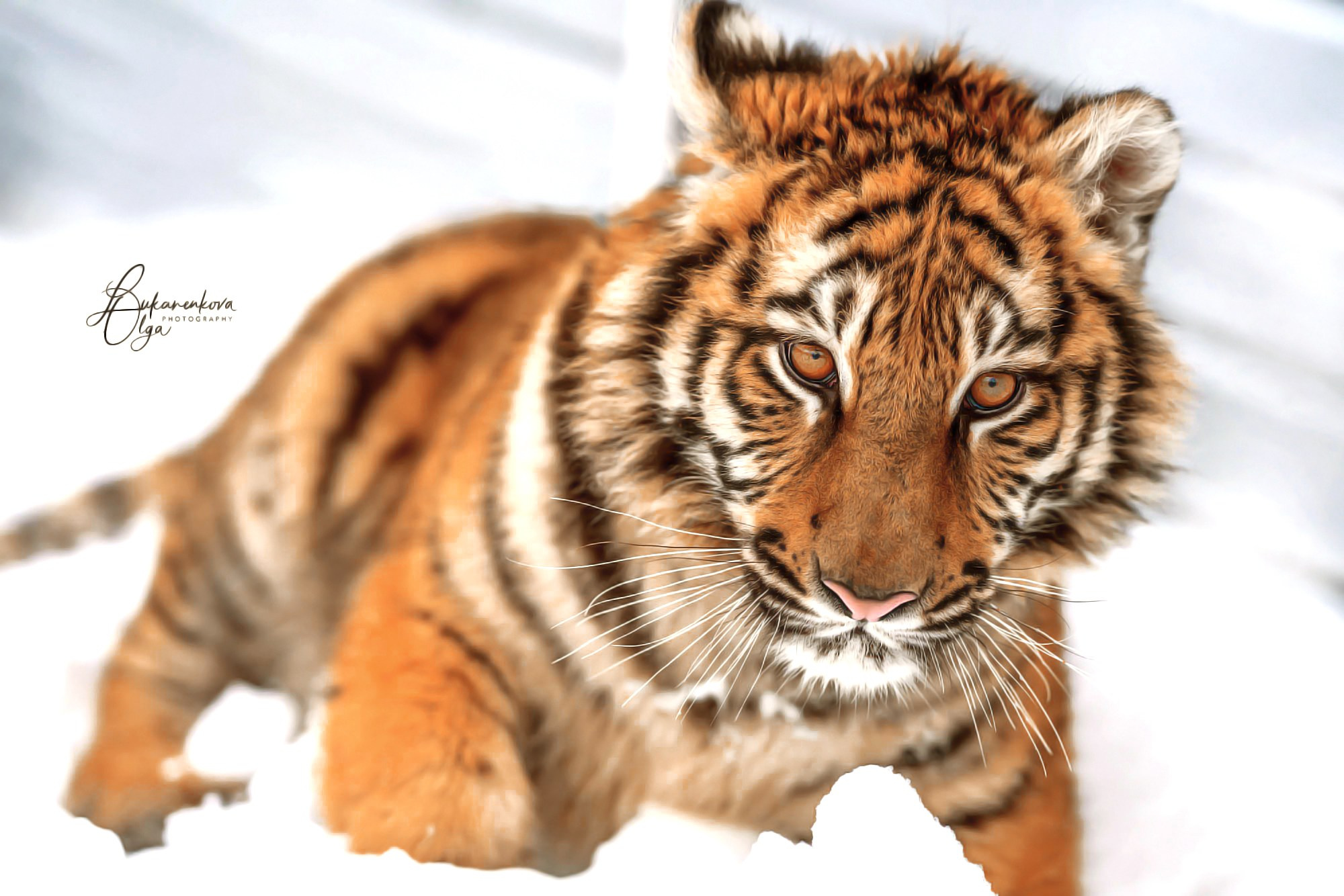 Тигр. Фотограф анималист Ольга Луканенкова в Москве