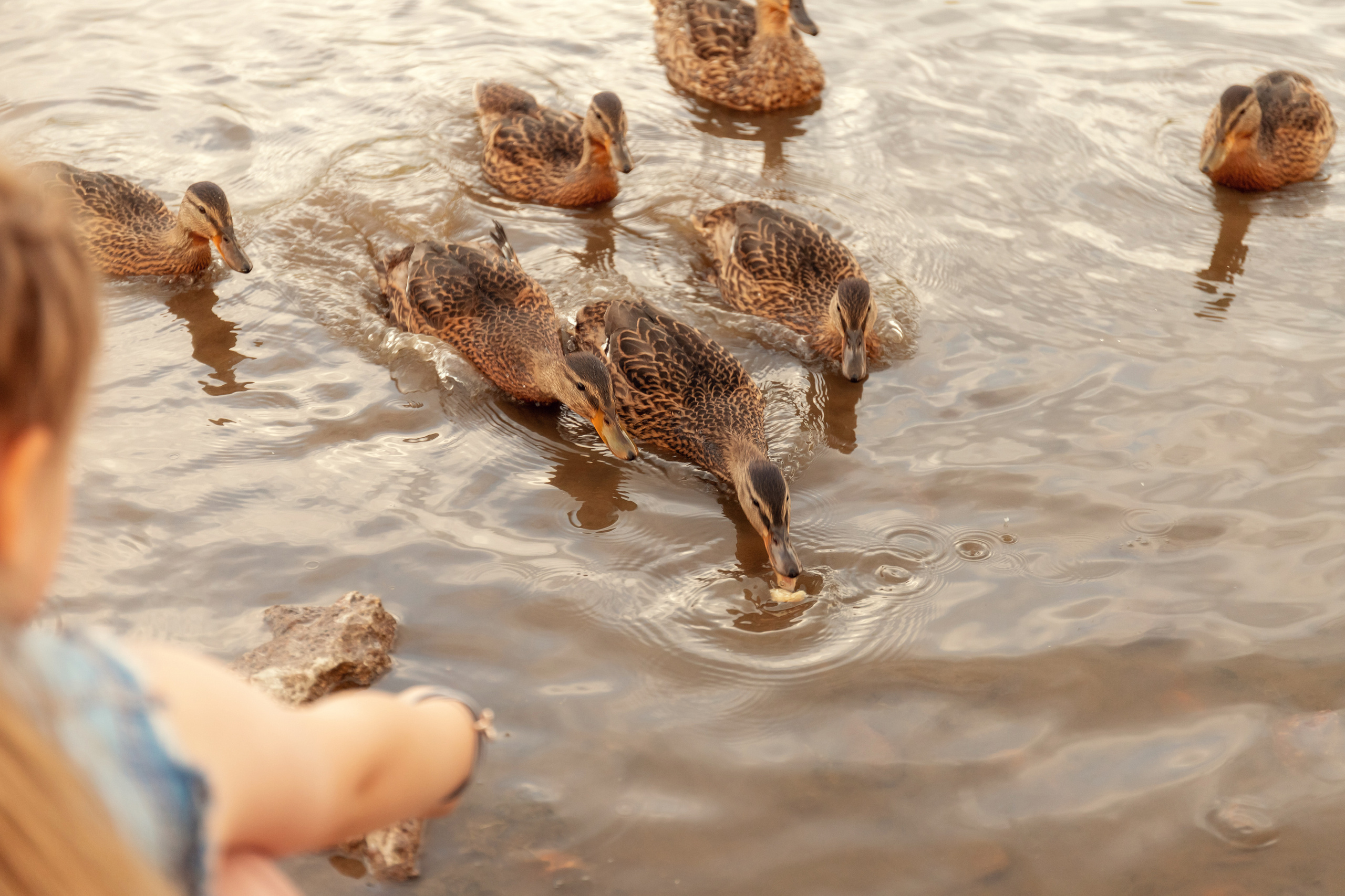 Семейная фотосессия. Фотограф и видеограф Елена Пахомова Москва