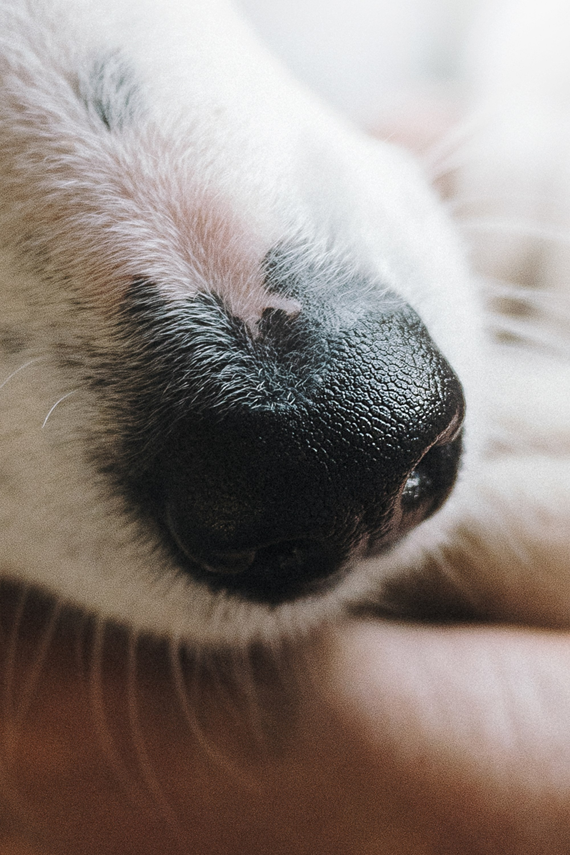 Таня, Марта и Клипса. Фотограф анималист в Москве и Санкт-Петербурге Свиридова Анна