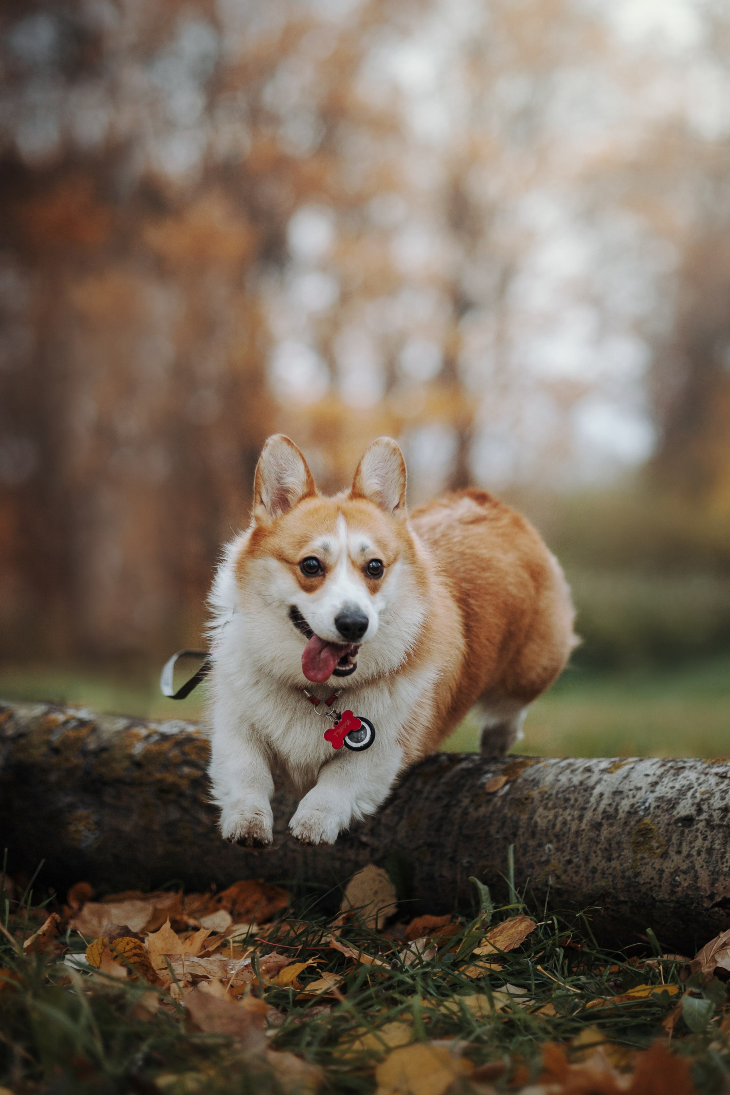 Юля и Терри. Фотограф — Анималист | Санкт-Петербург