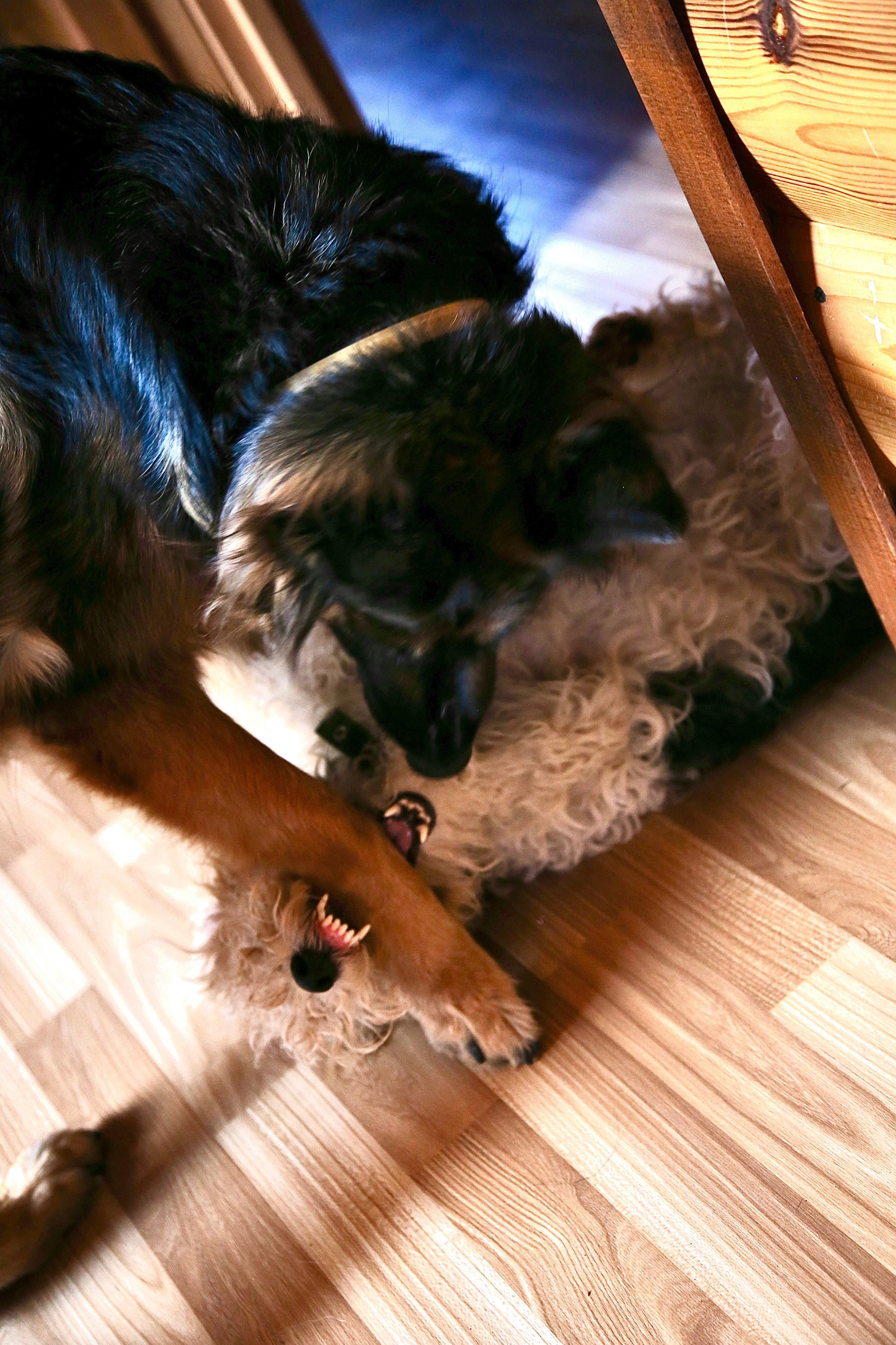 Съемка животных. Фотограф-режиссёр Майя | Москва