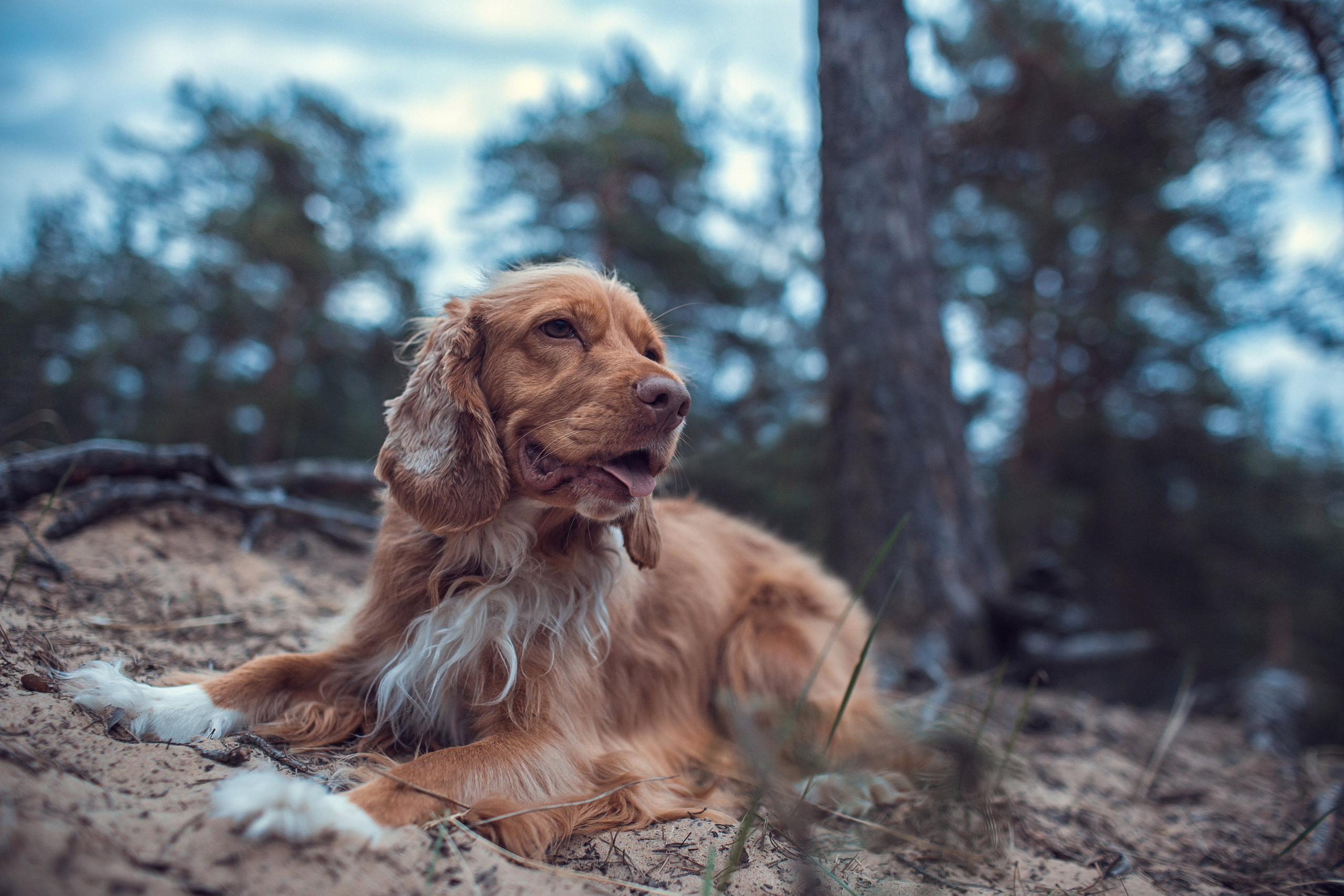 Даня и Наталия_Сестрорецк_2022. Семейный фотограф в Санкт-Петербурге