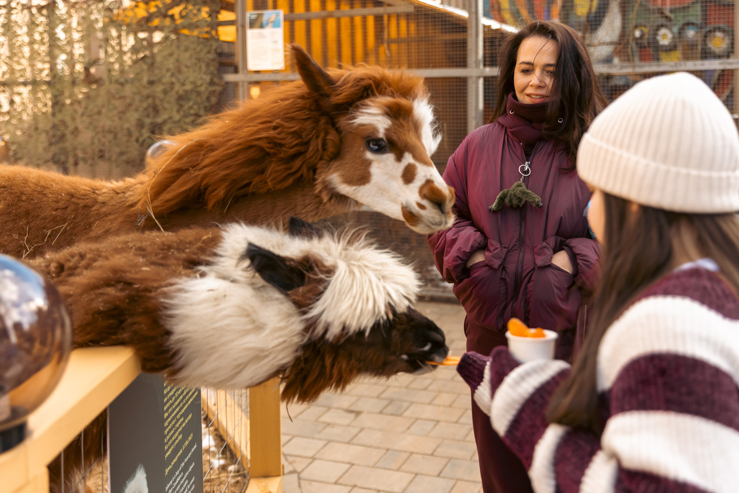 Zoo. Семейный фотограф Израиль