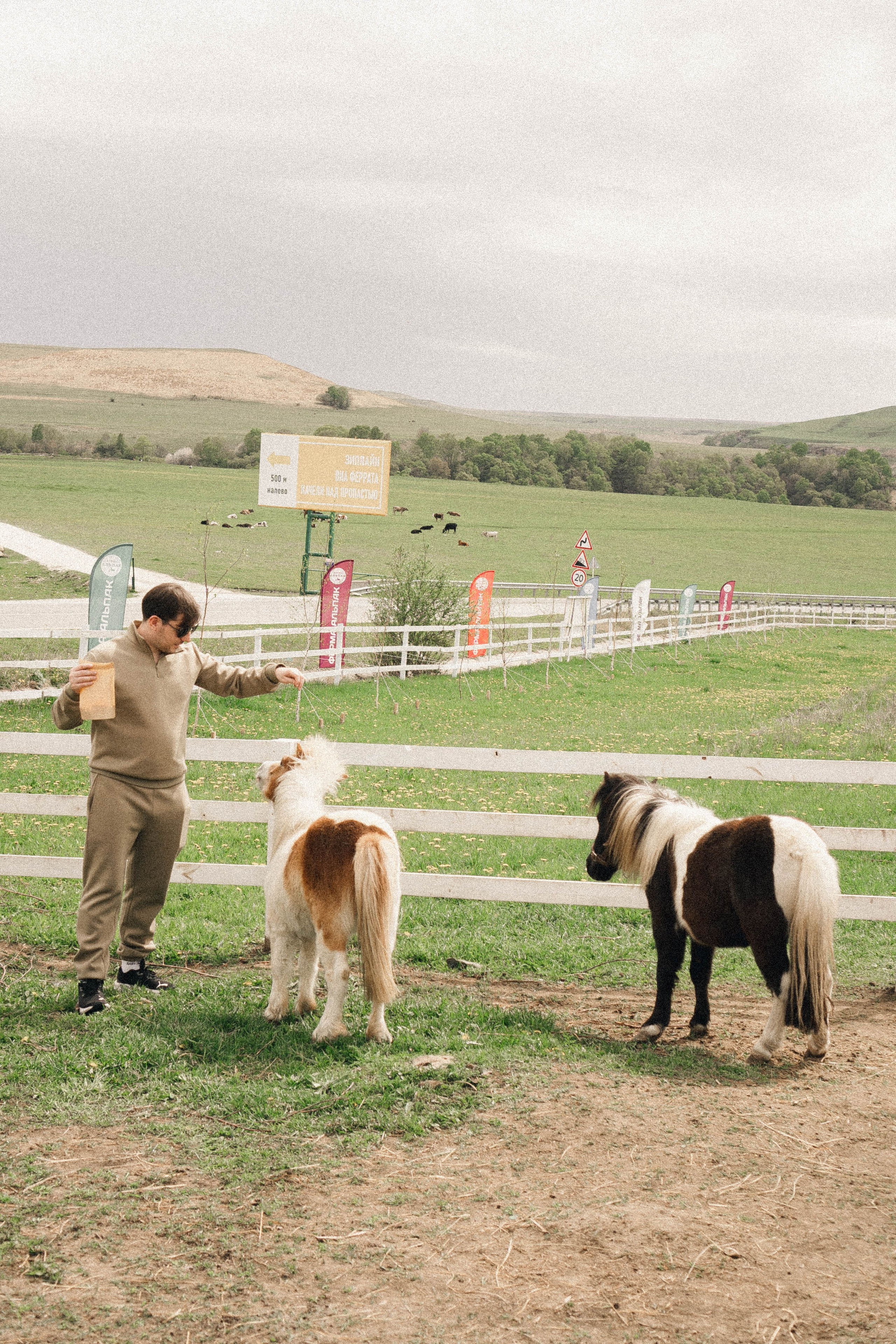 Ферма Альпак. Профессиональный фотограф, Санкт-Петербург — Виктория Богомолова