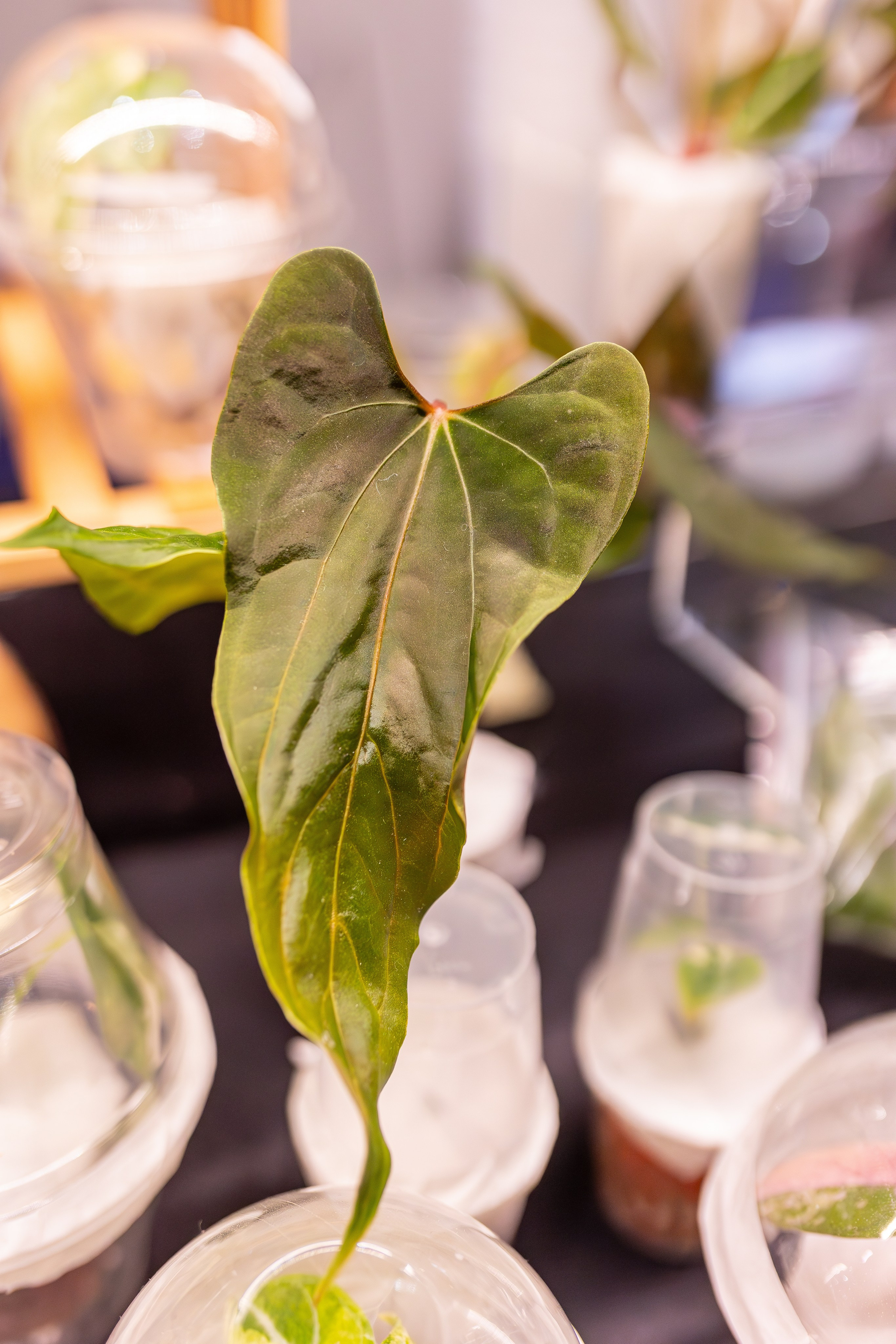 Монстериум апрель 2026. Александра Куликова фотограф, Москва