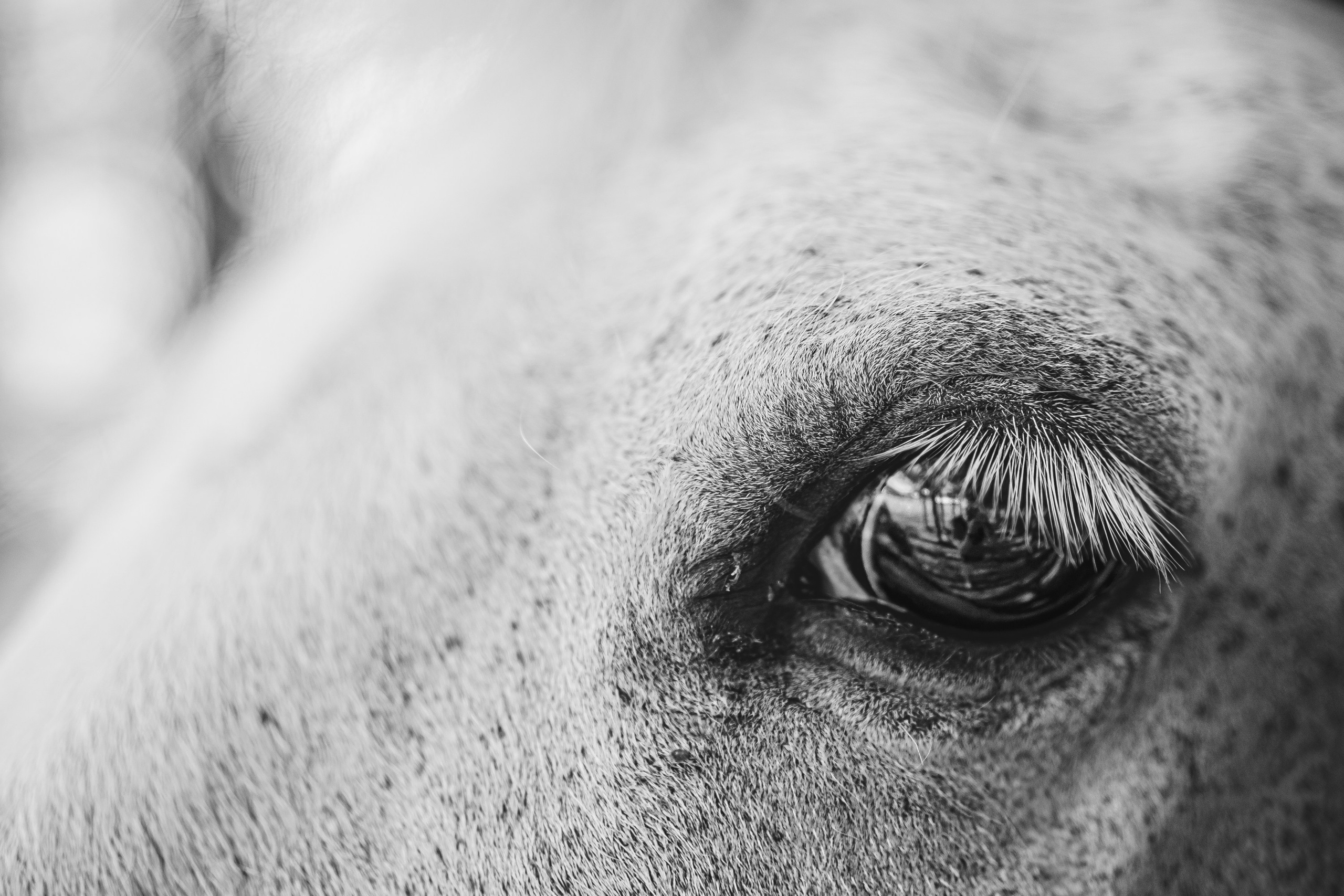 Глаз лошади