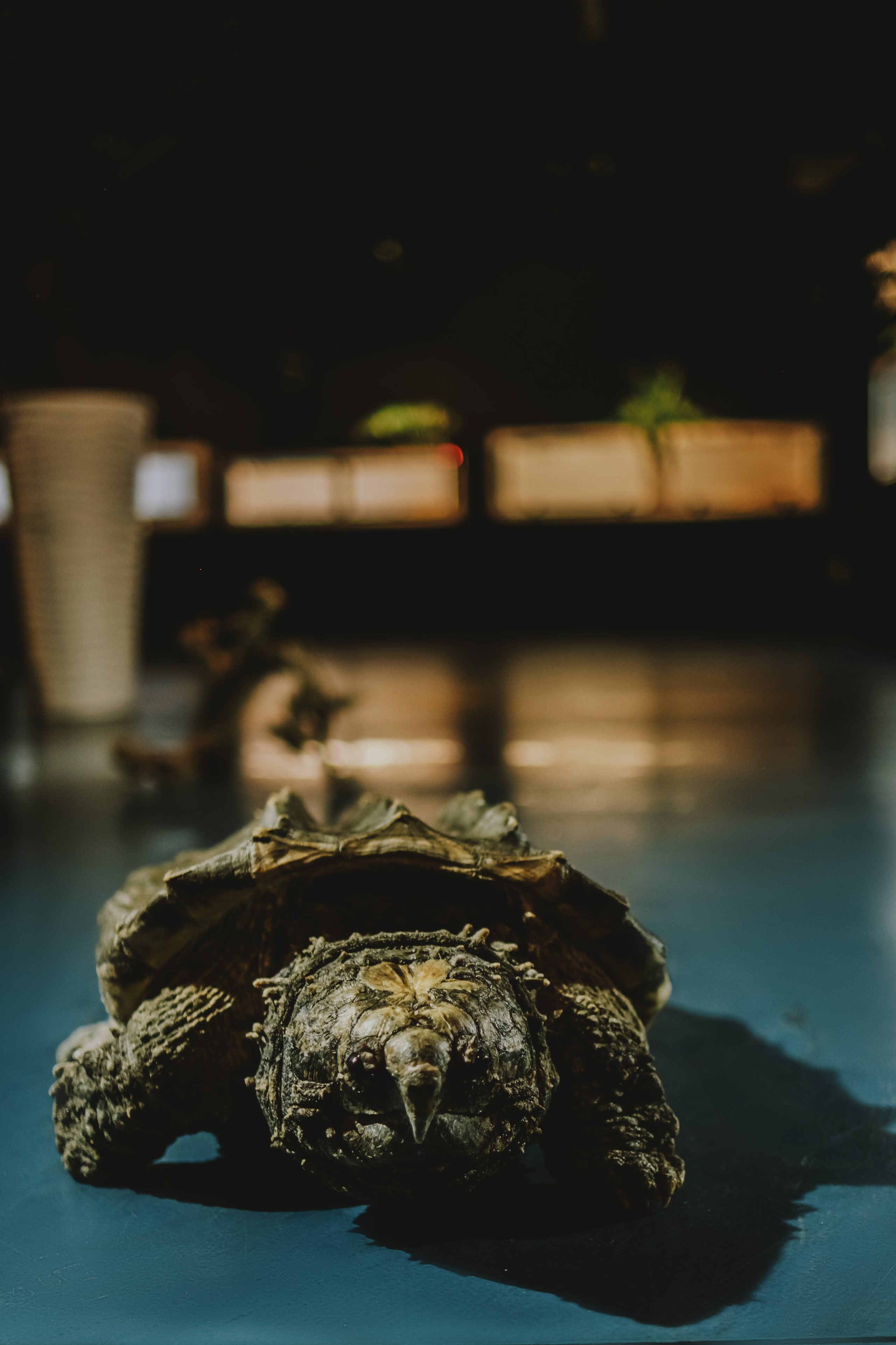 Дом Драконов. Nattie.ph