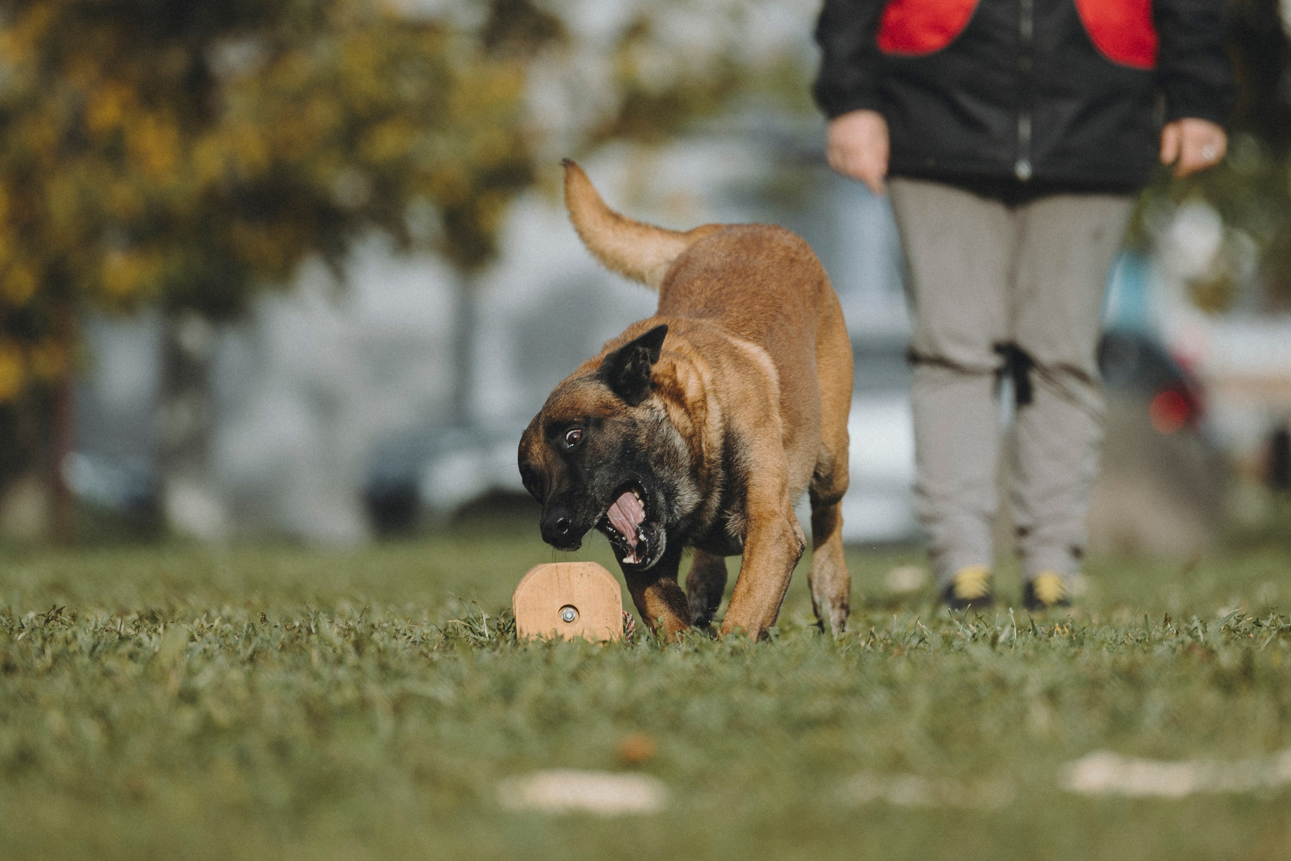Испытания по мондьорингу г. Пушкин 29.09.2024. Фотограф-анималист Анна Маринич