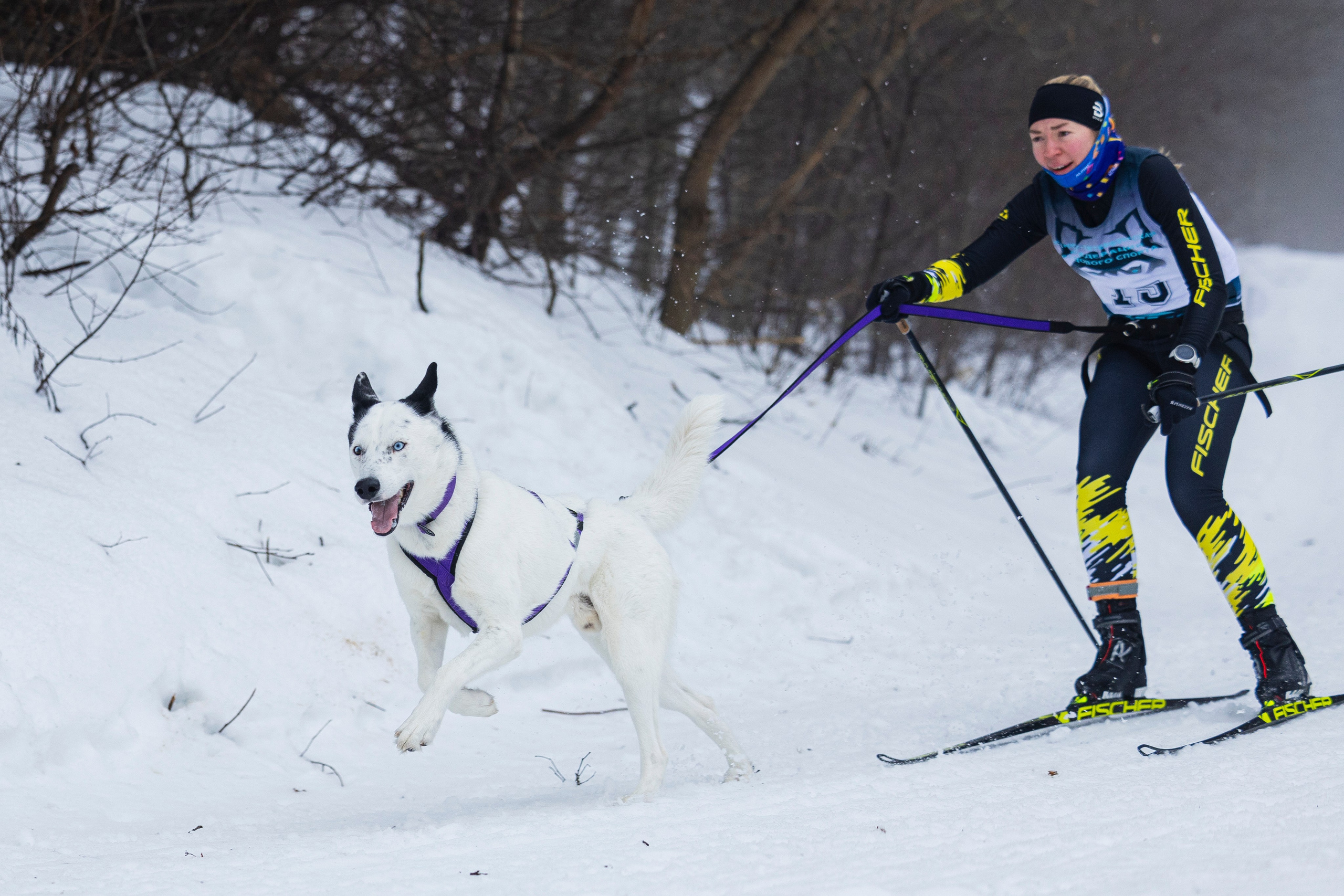 Зимний Чемпионат Санкт-Петербурга по ездовому спорту. Фотограф-анималист Анна Маринич