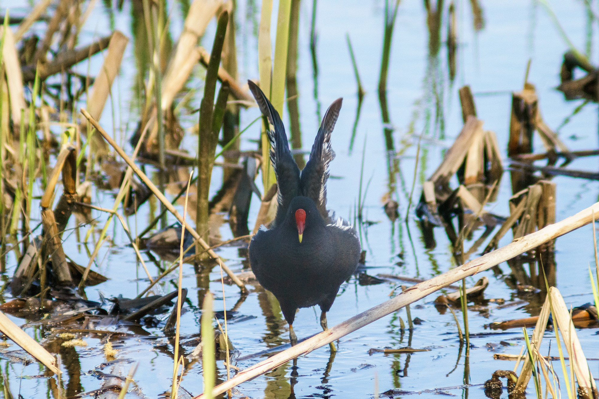 Удивительные мир птиц. Вокруг нас столько прекрасного — присмотритесь!. Ваш личный фотограф Марина Волкова