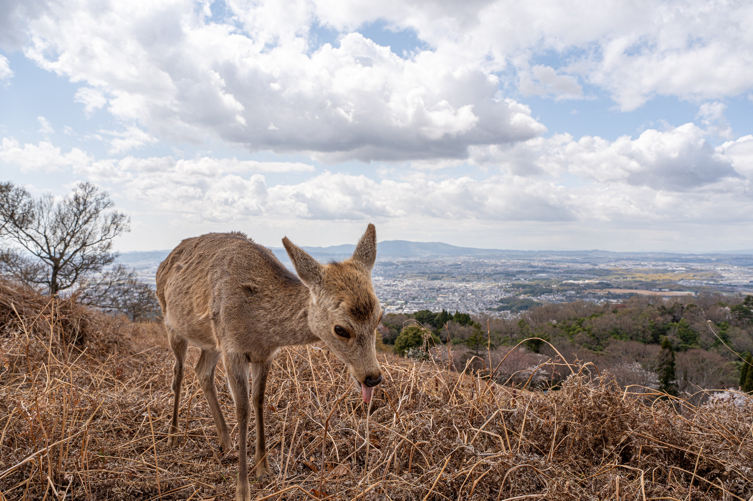 Япония, сакура. Творческие сьемки