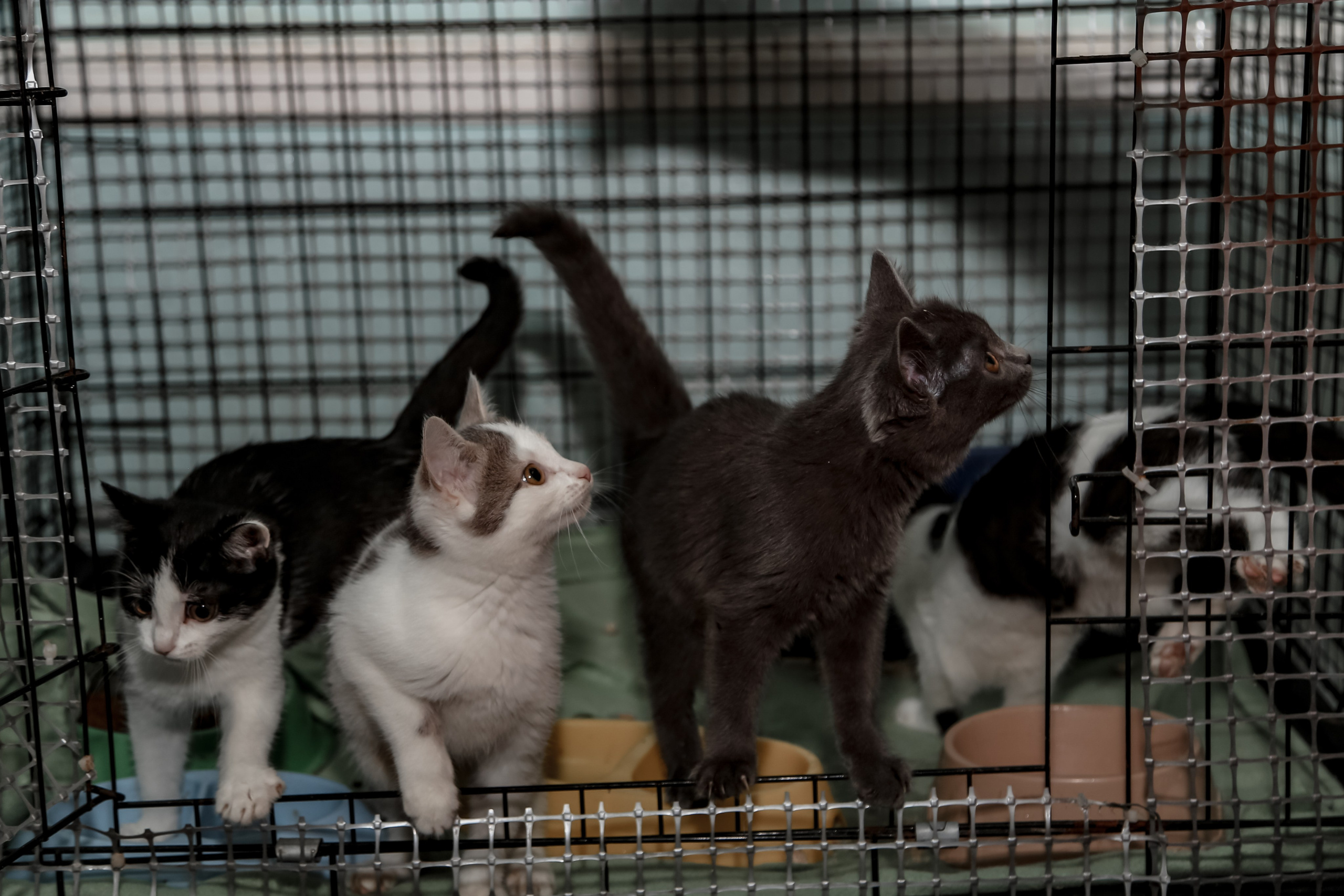 Приют Кошкин Дом Филимоша. Ваш фотограф в Оренбурге Рощупкина Екатерина